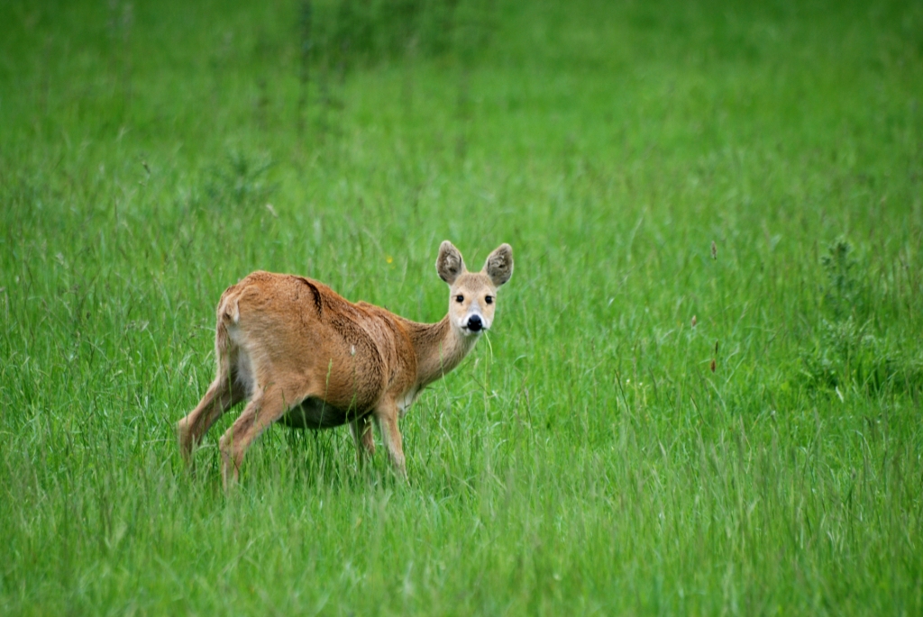 Chinese Water Deer at Whipsnade, 31/05/14