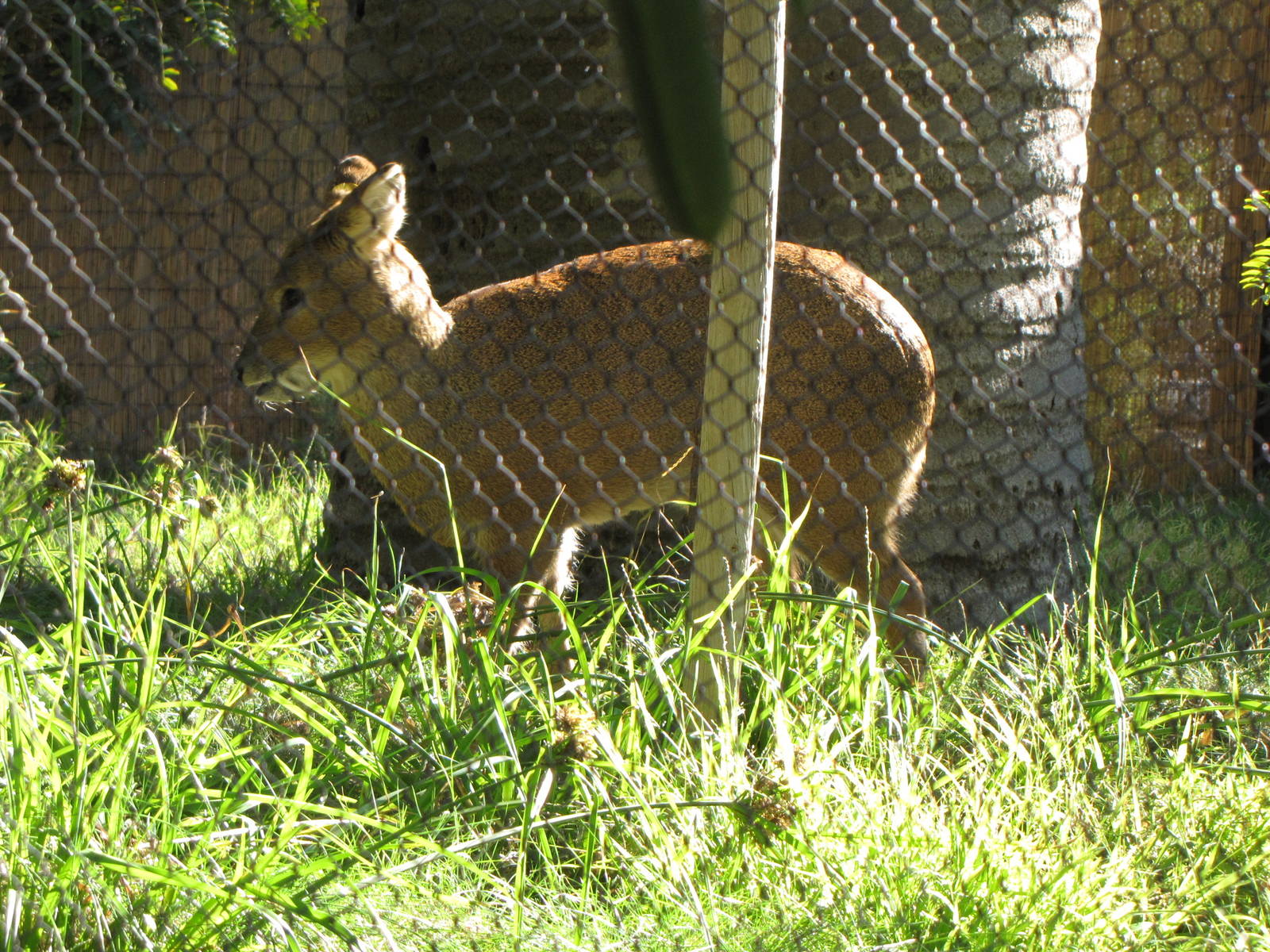 Chinese Water Deer - Elephants of China