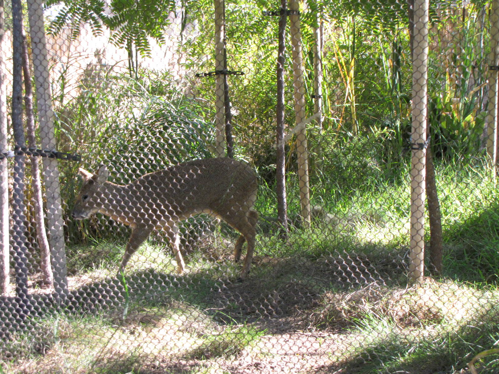 Chinese Water Deer - Elephants of China