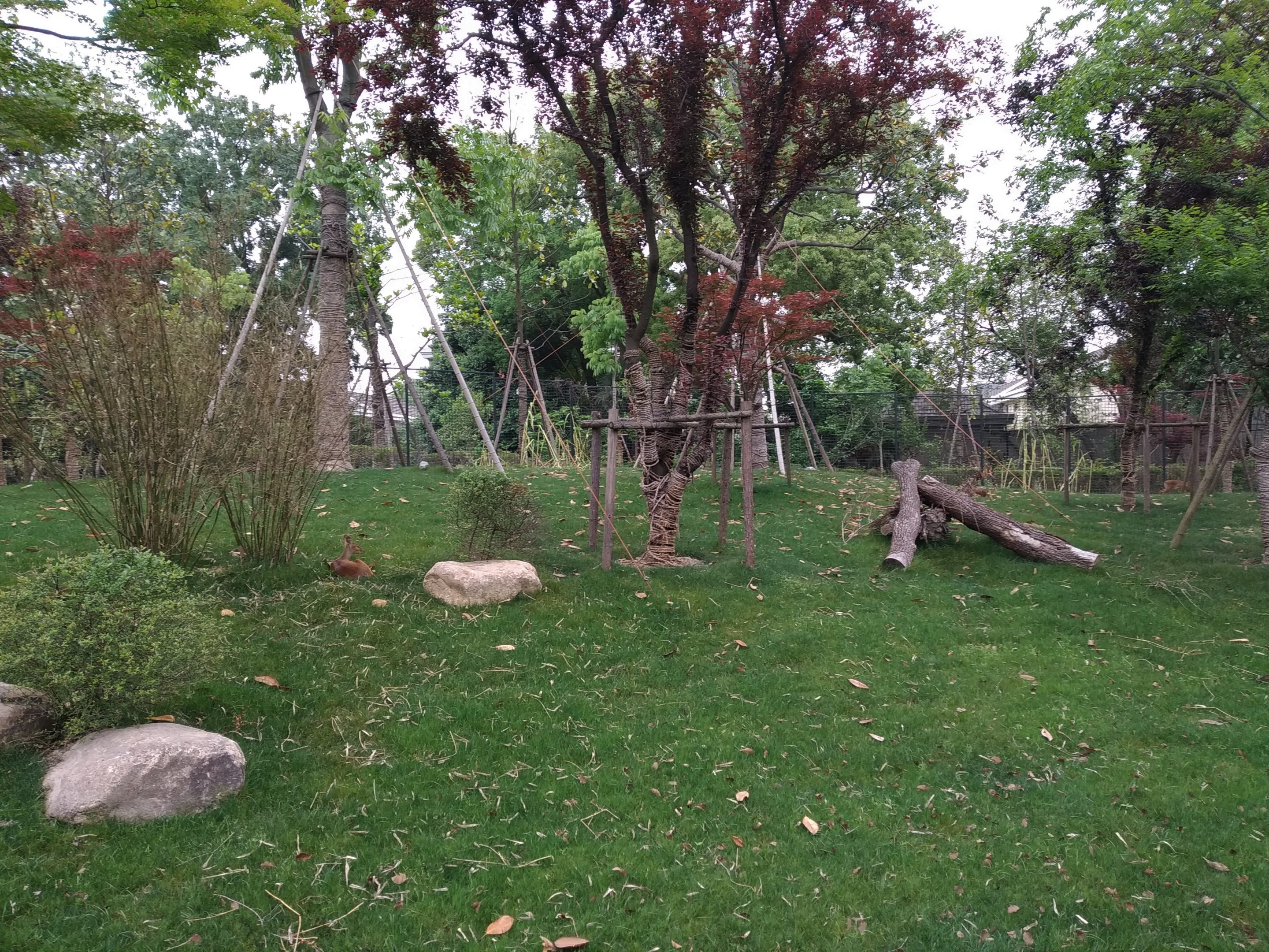 Chinese Water Deer Enclosure