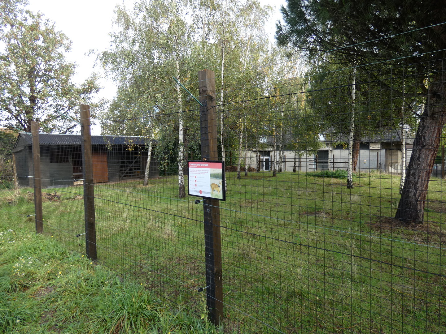 Chinese water deer enclosure