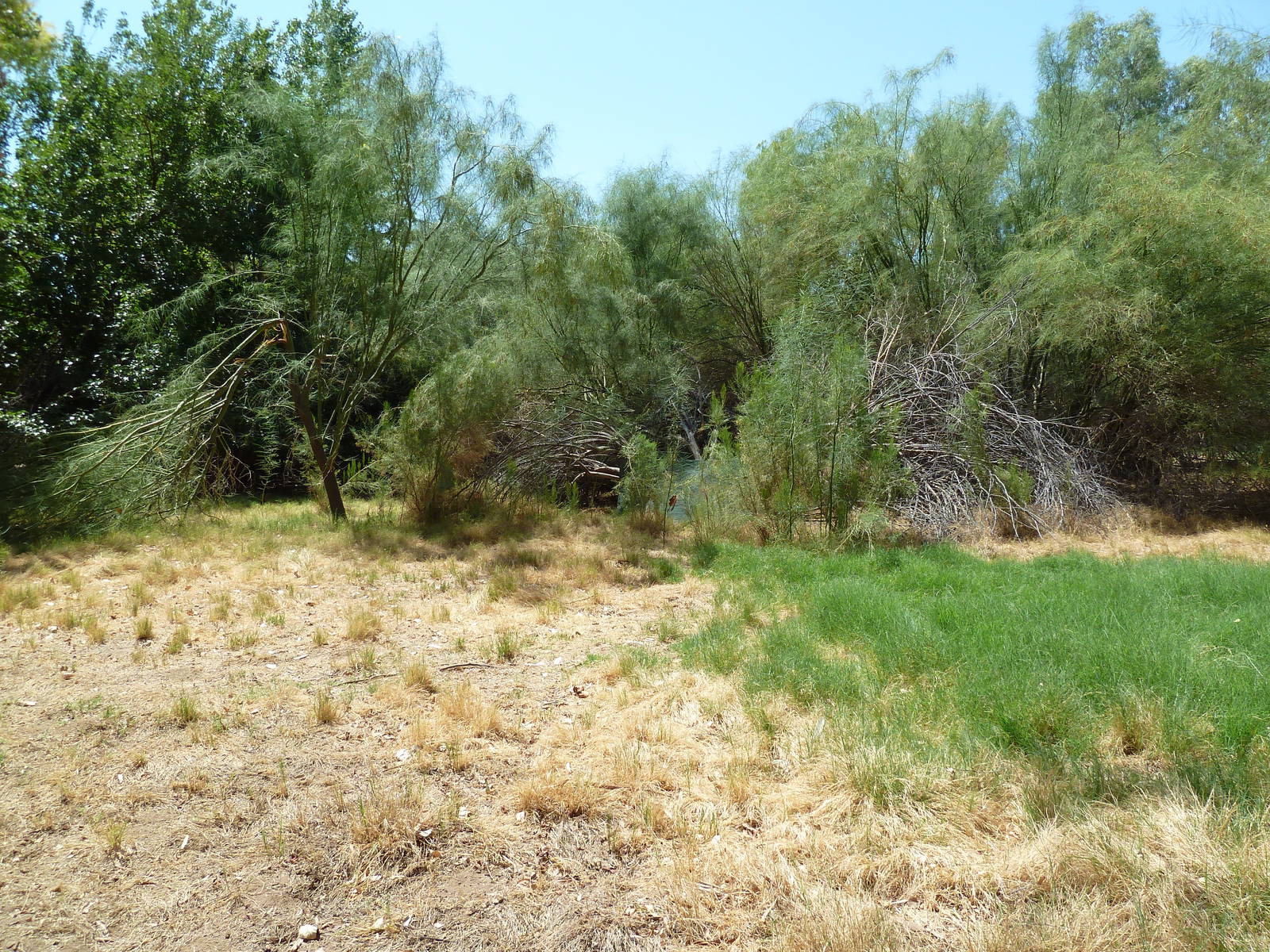 Chinese Water Deer Exhibit