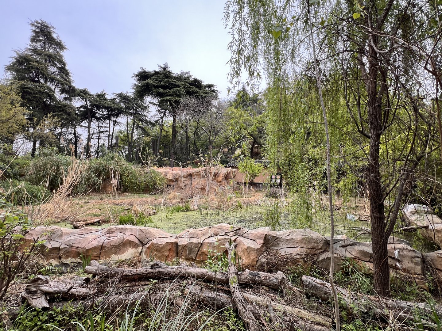 Chinese Water Deer Exhibit
