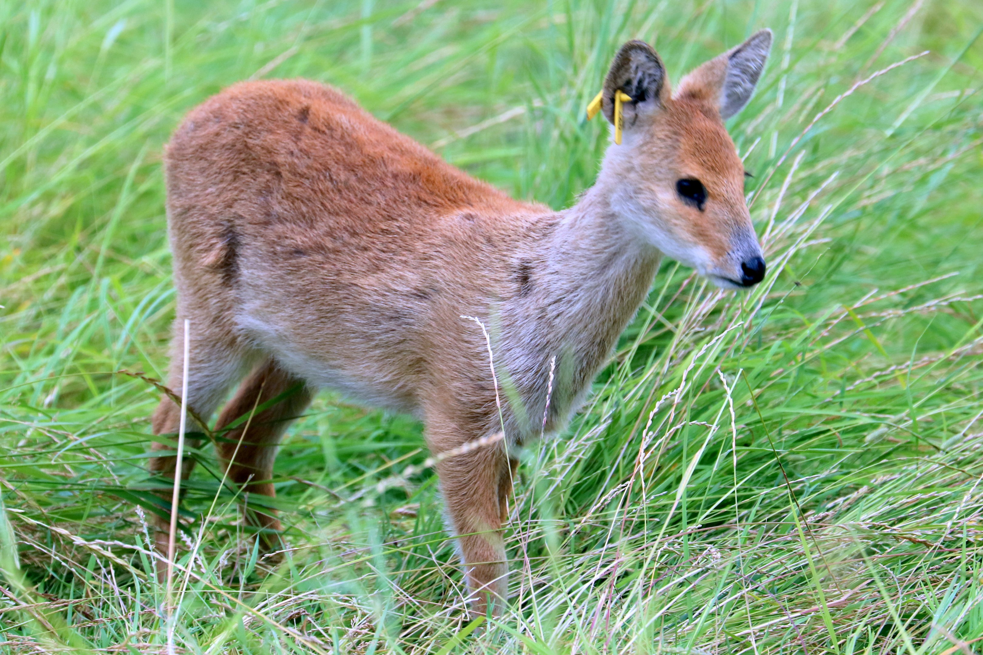 Chinese water deer fawn; Whipsnade; 31st July 2021
