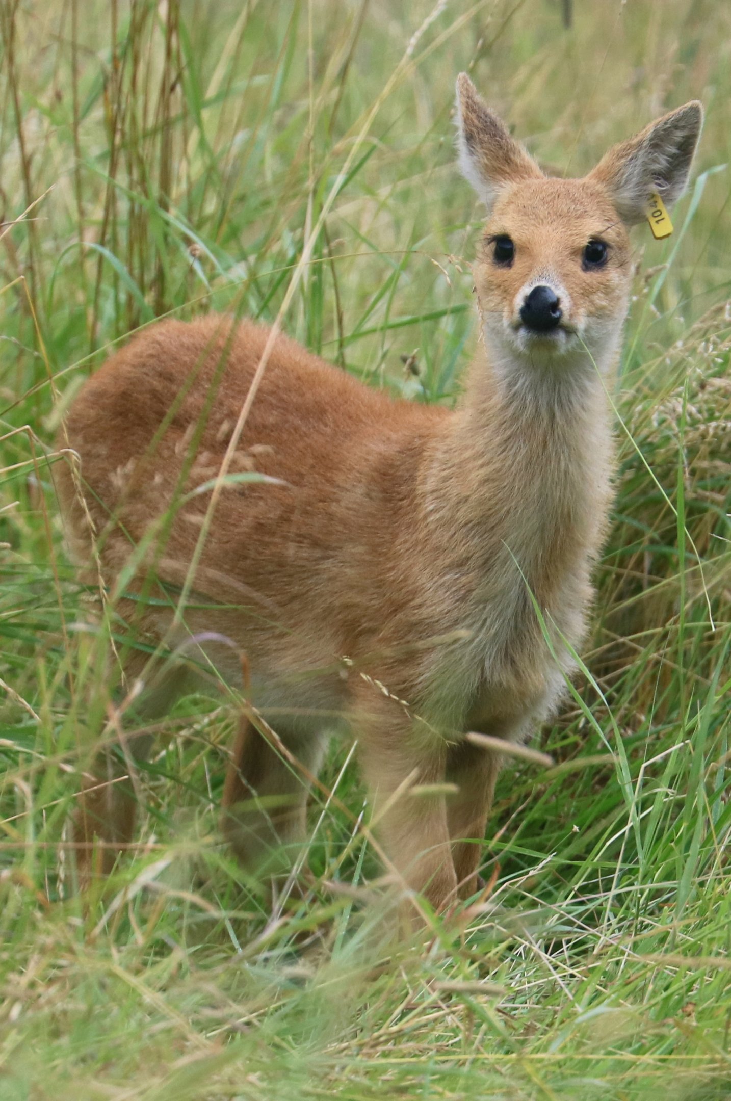Chinese water deer fawn; Whipsnade; 31st July 2021