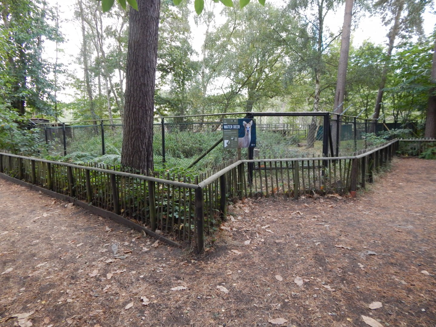 Chinese water deer habitat 030924