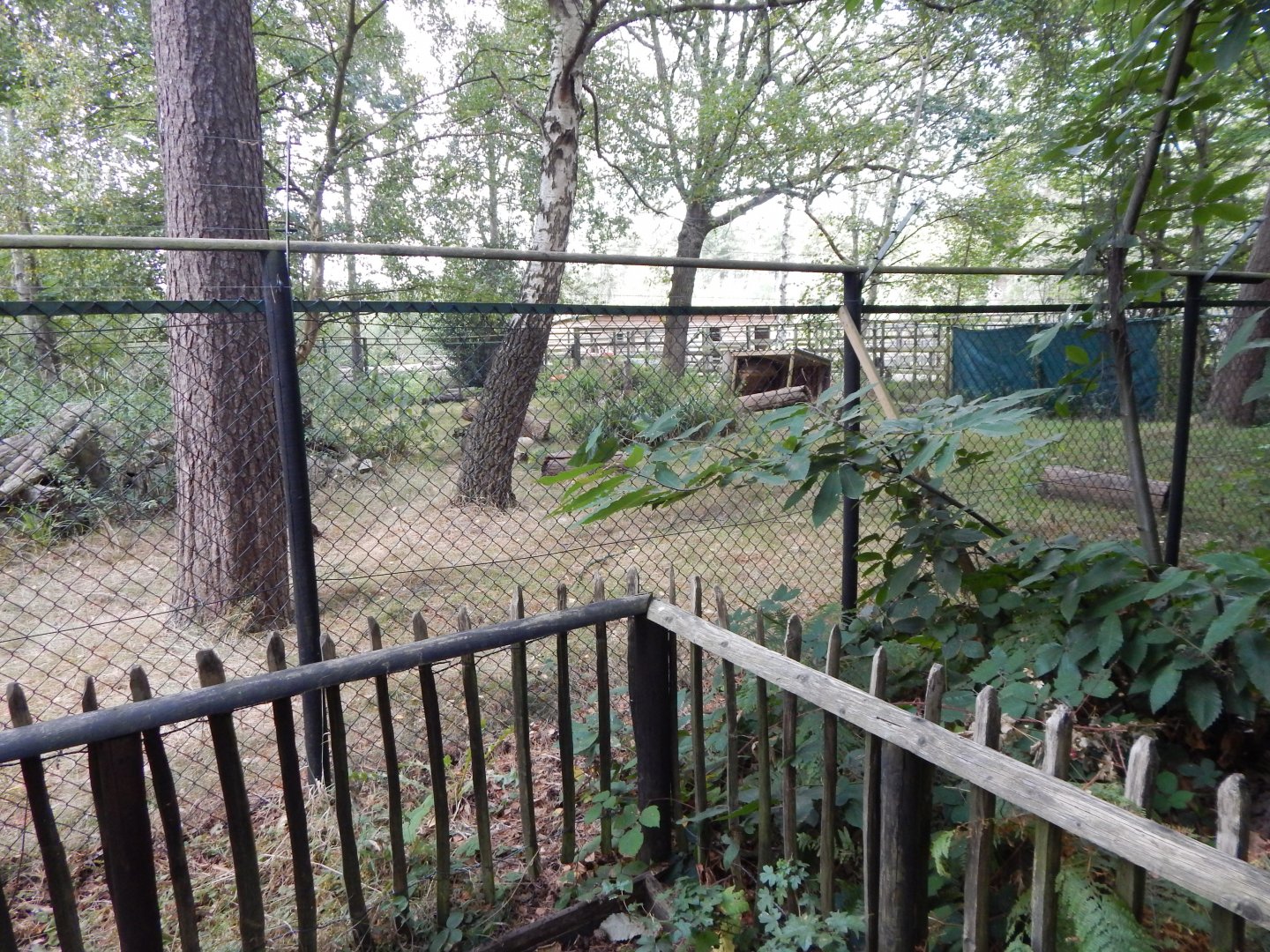 Chinese water deer habitat 030924