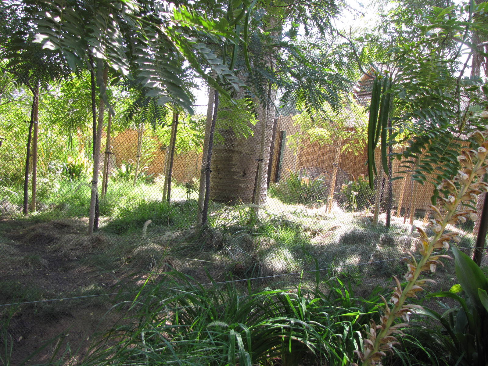 Chinese Water Deer Habitat - Elephants of Asia