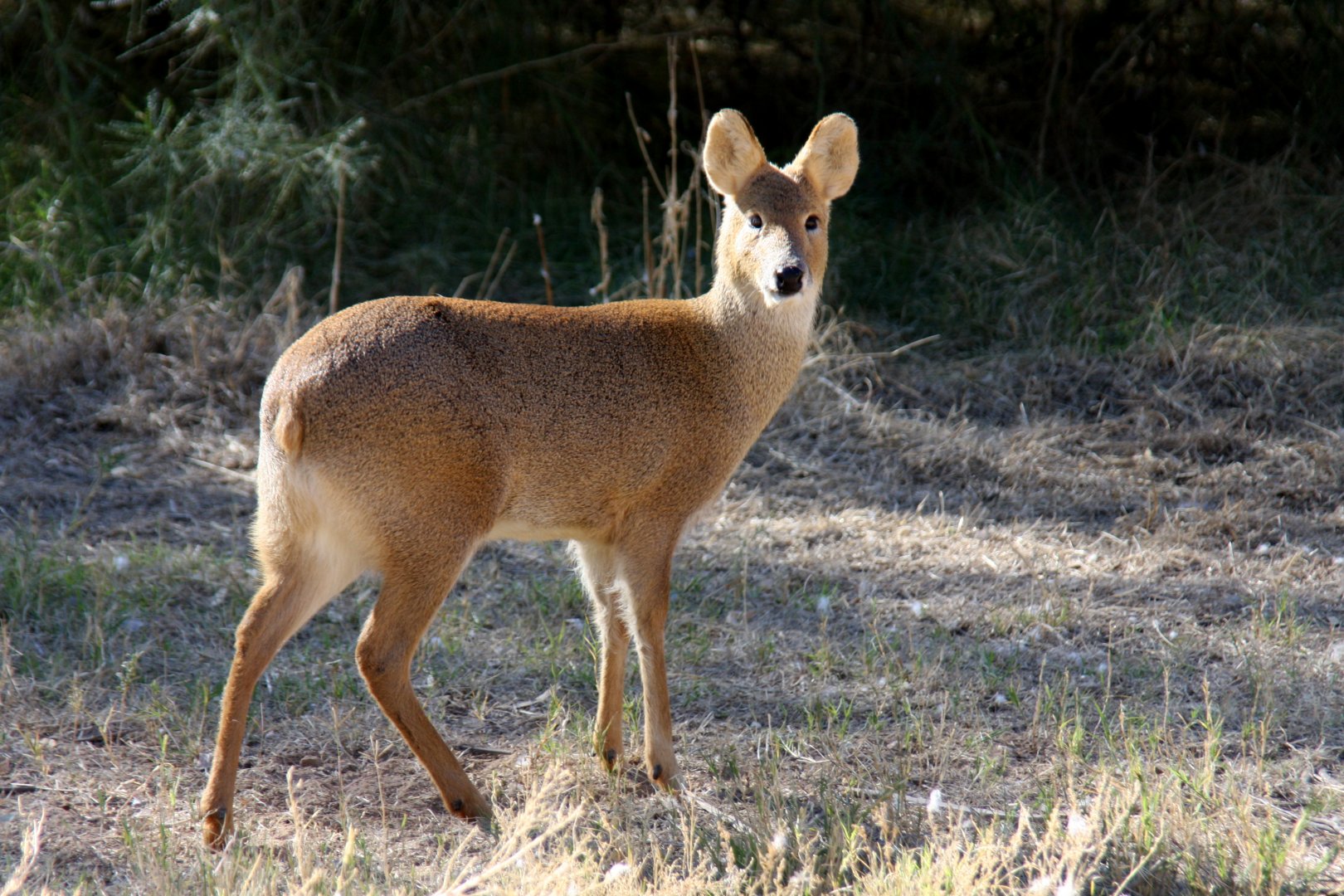 Chinese water deer (Hydropotes inermis) 2010