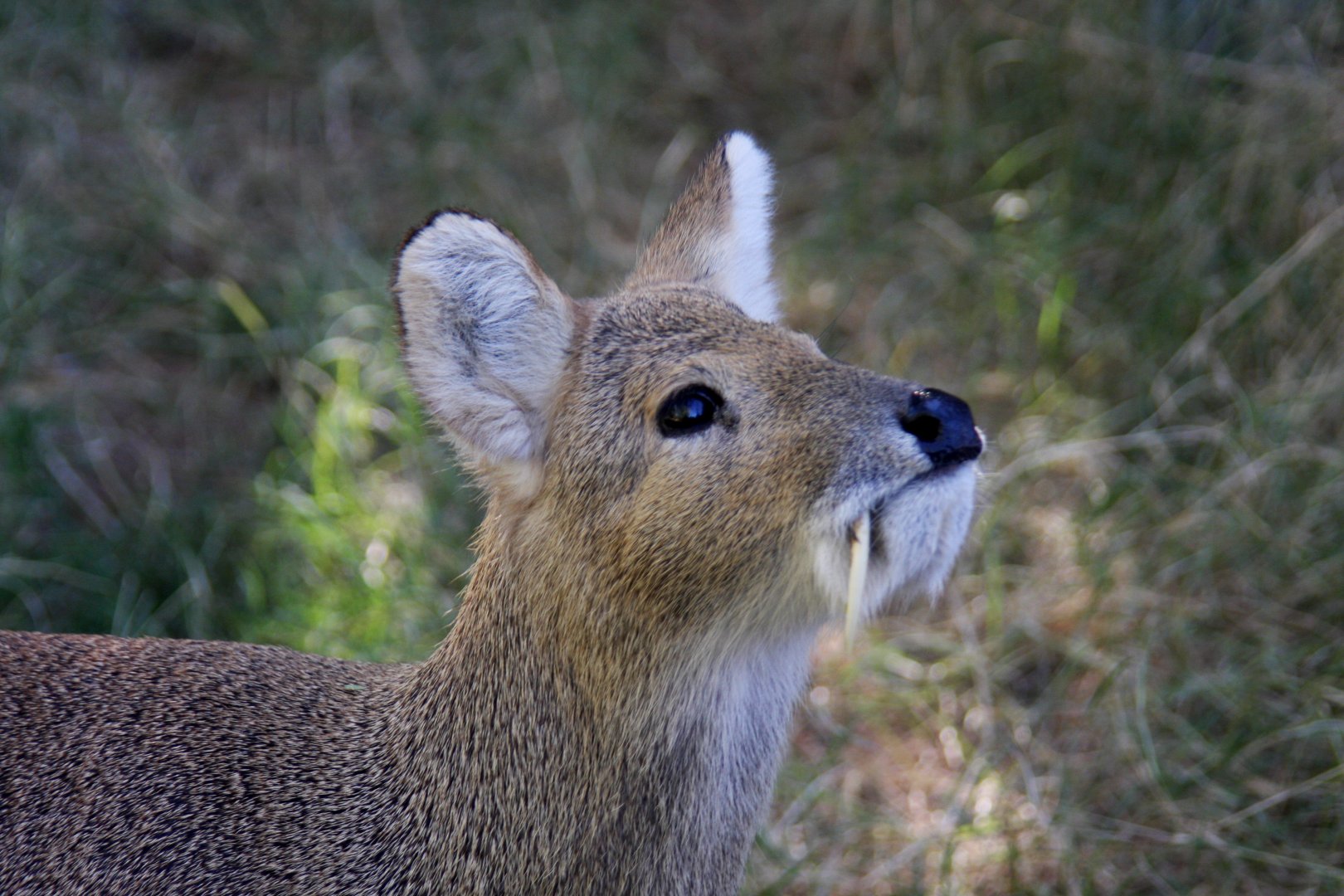 Chinese water deer (Hydropotes inermis) 2010