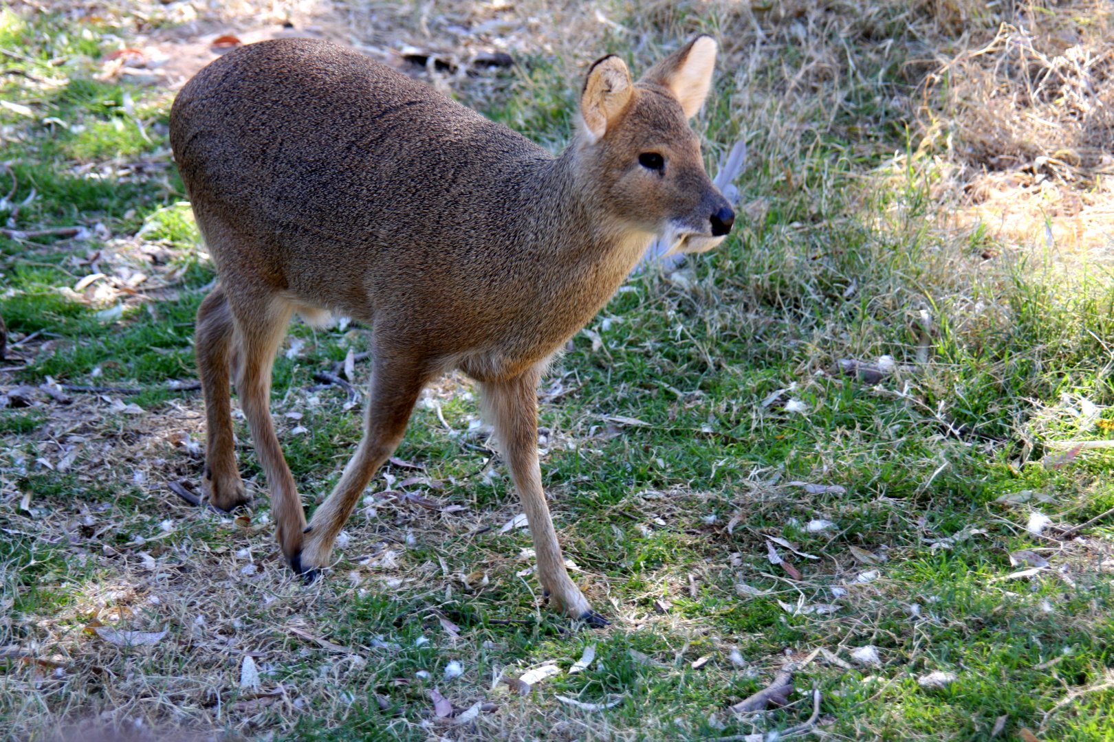 Chinese water deer (Hydropotes inermis) 2010