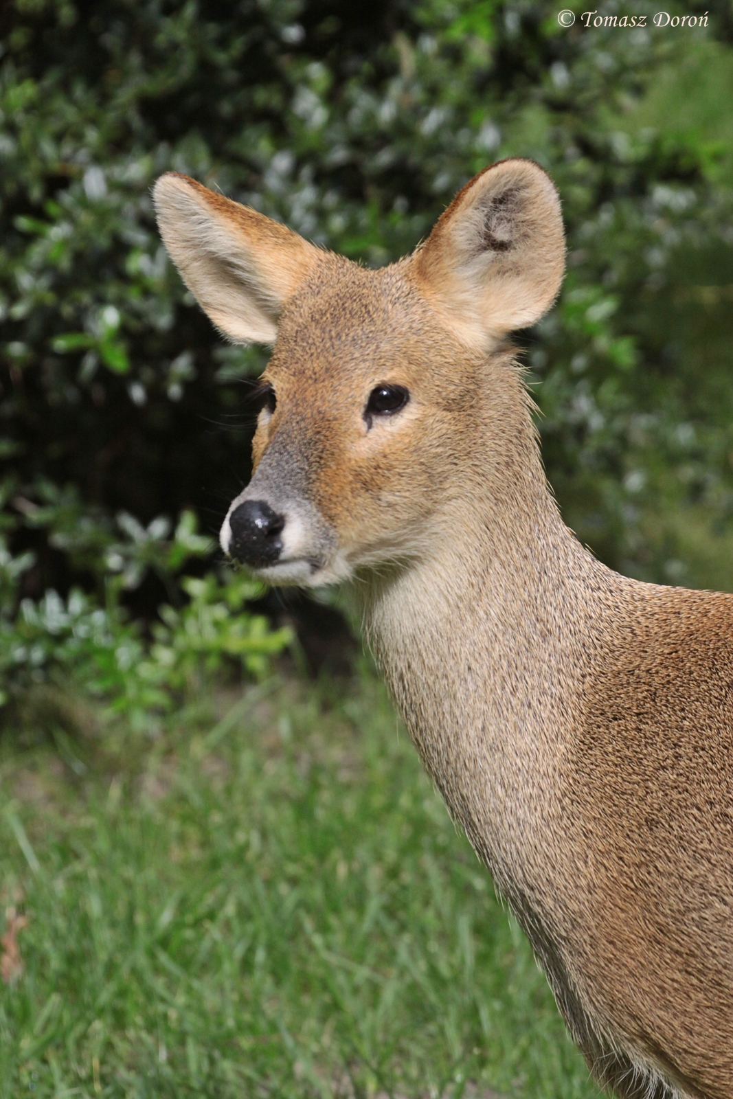 Chinese Water Deer (Hydropotes inermis) female head