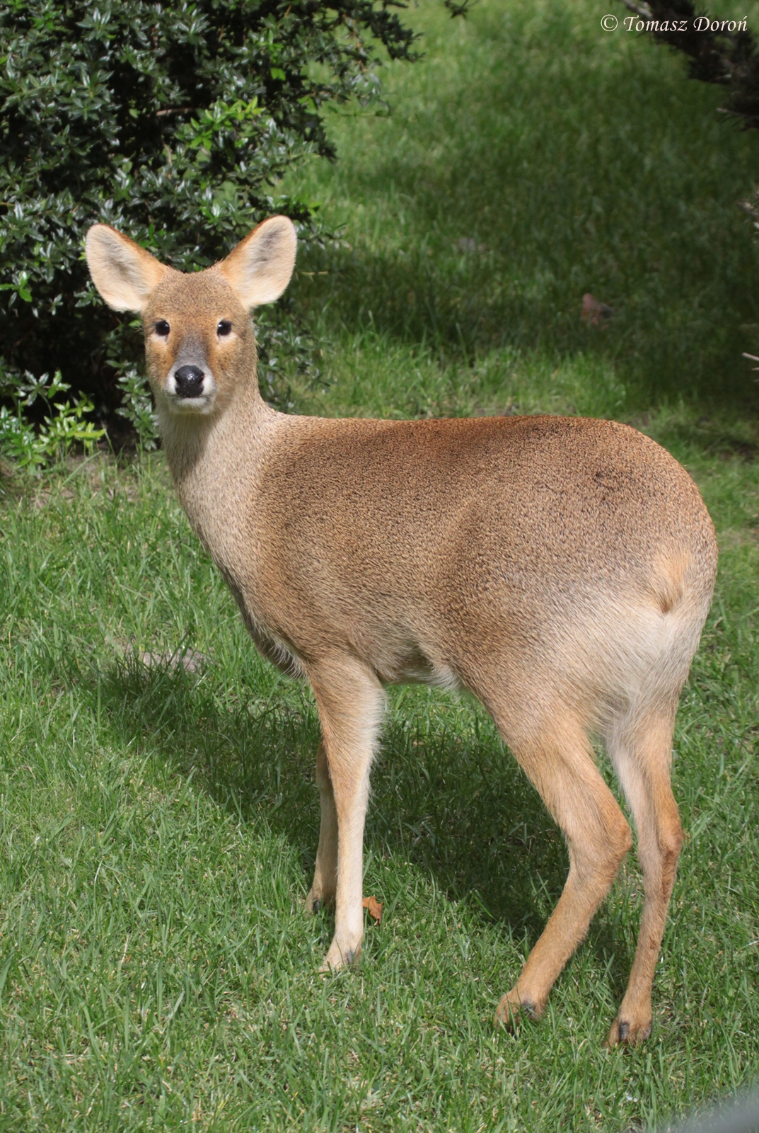 Chinese Water Deer (Hydropotes inermis) female