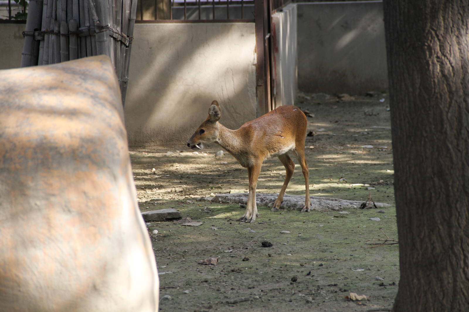 Chinese Water Deer (Hydropotes inermis inermis)