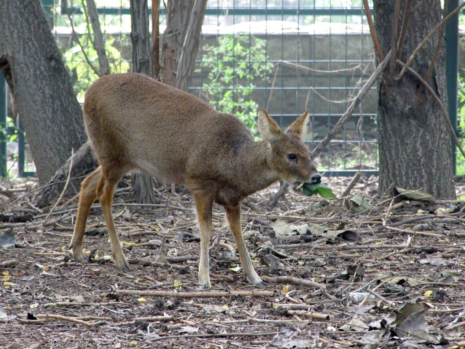 Chinese water deer (Hydropotes inermis inermis)