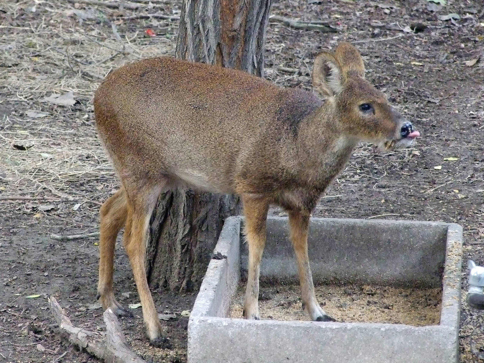 Chinese water deer (Hydropotes inermis inermis)