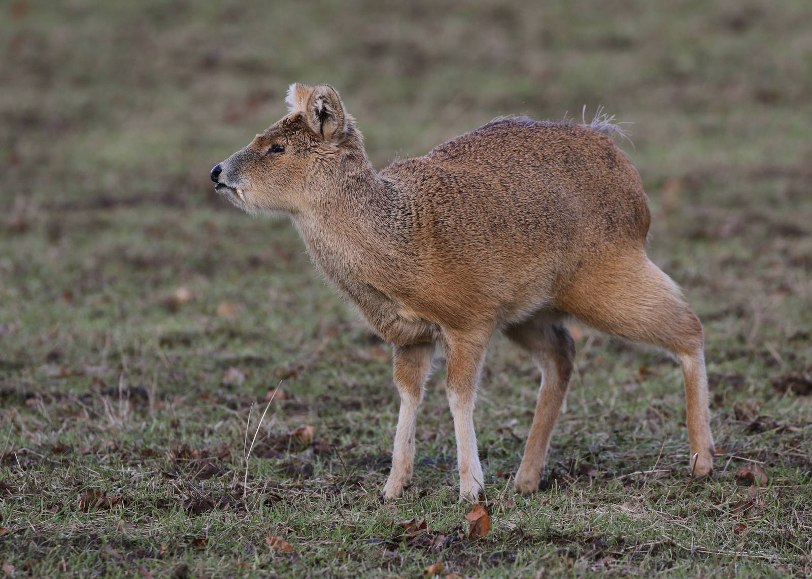 Chinese Water Deer (Hydropotes inermis inermis)