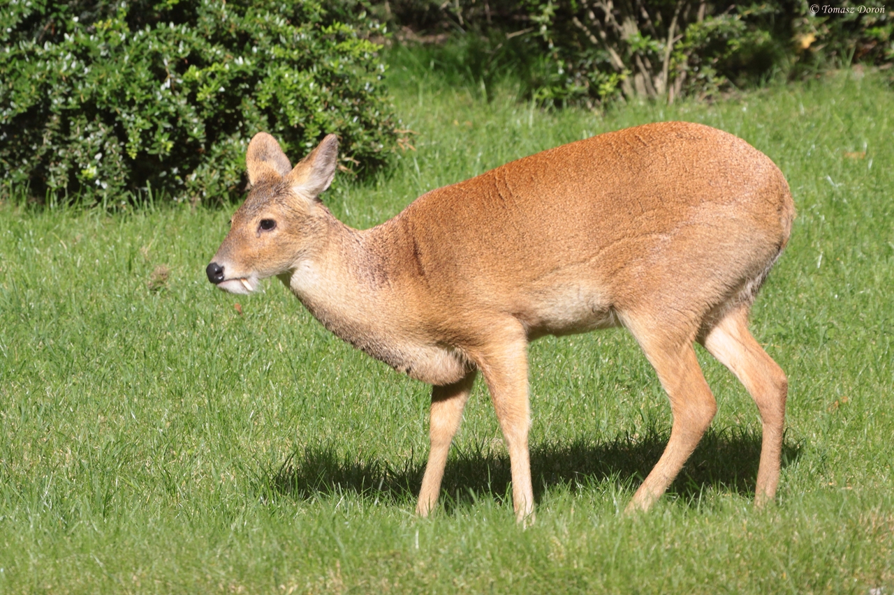 Chinese Water Deer (Hydropotes inermis) male