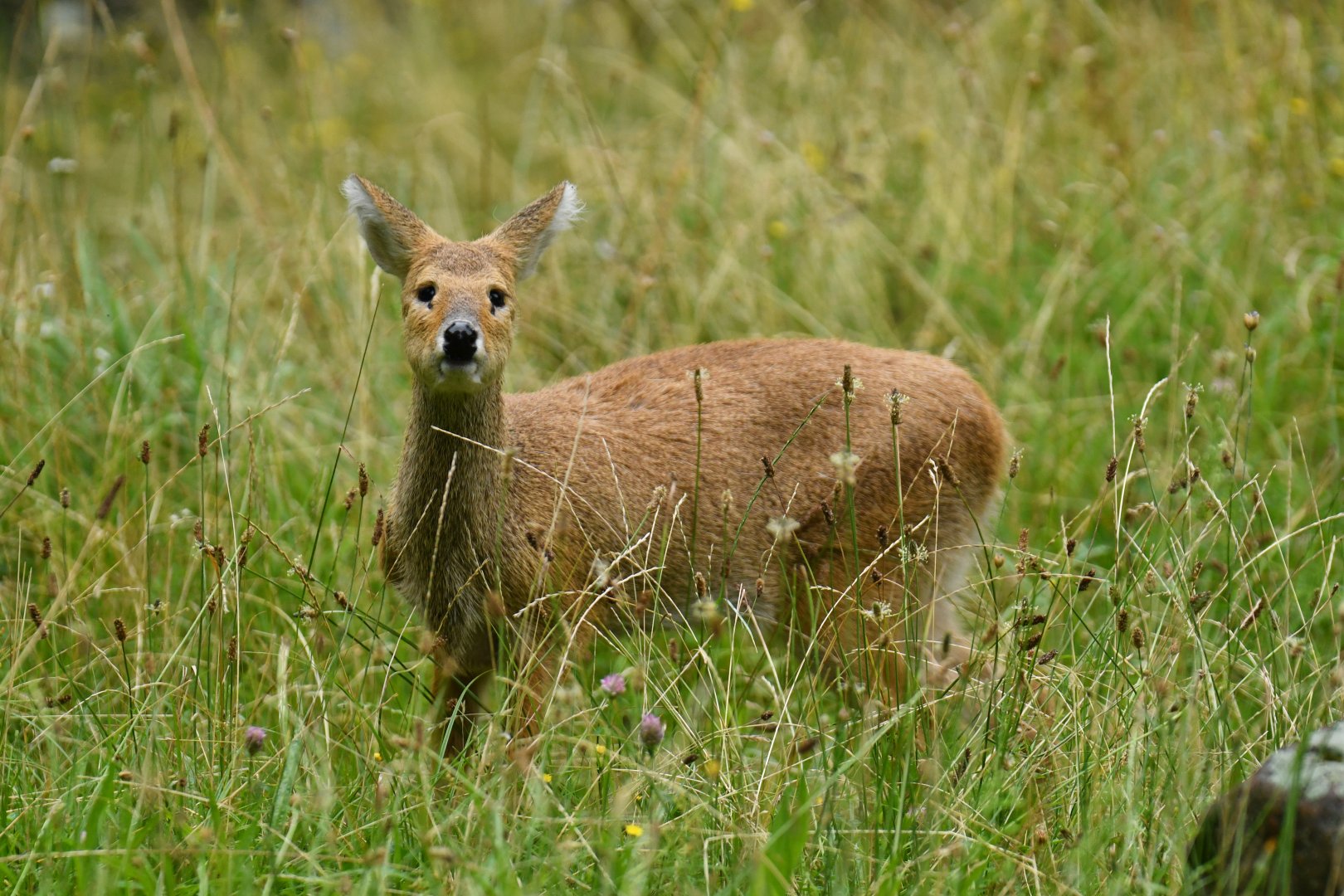 Chinese water deer (Hydropotes inermis)