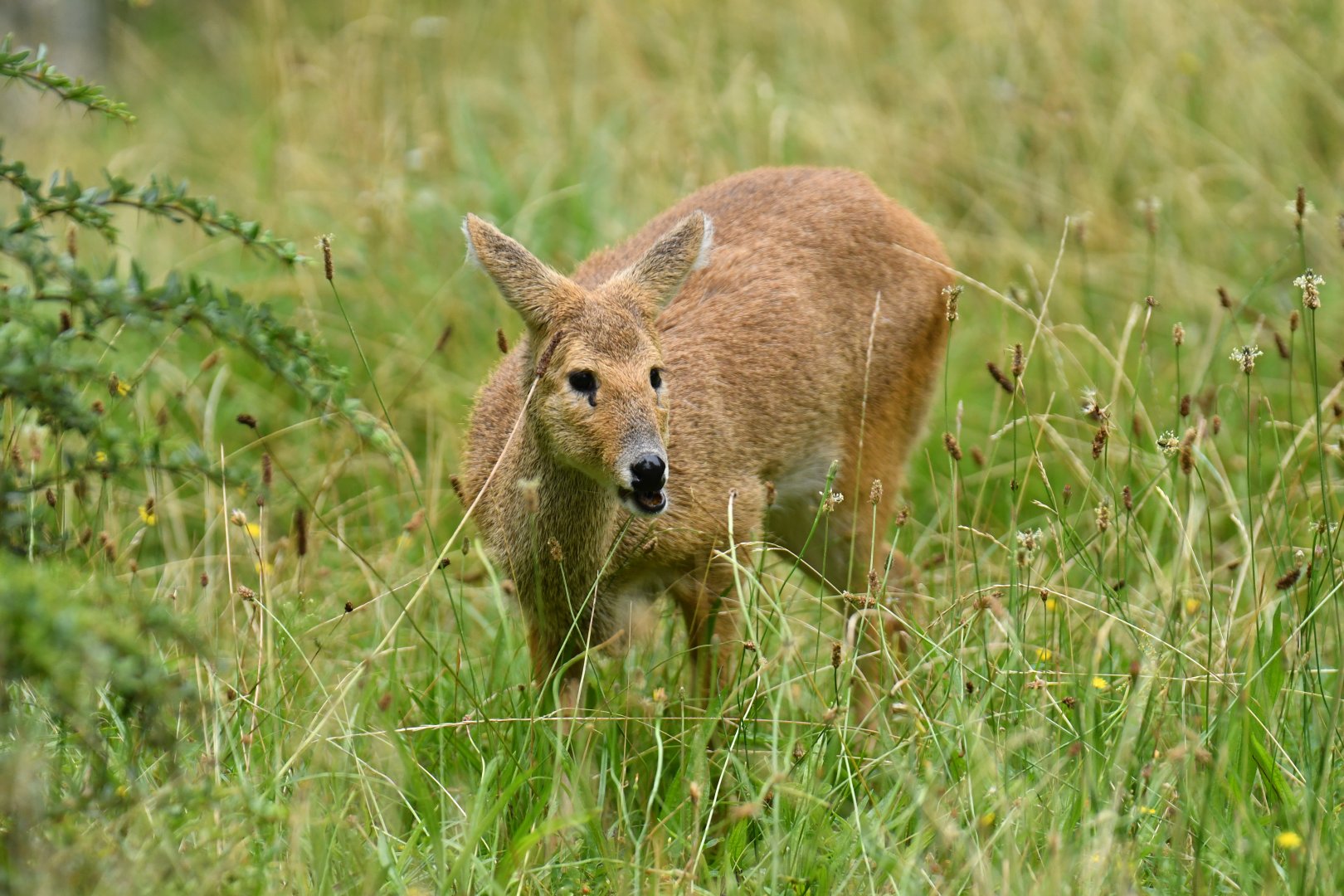 Chinese water deer (Hydropotes inermis)