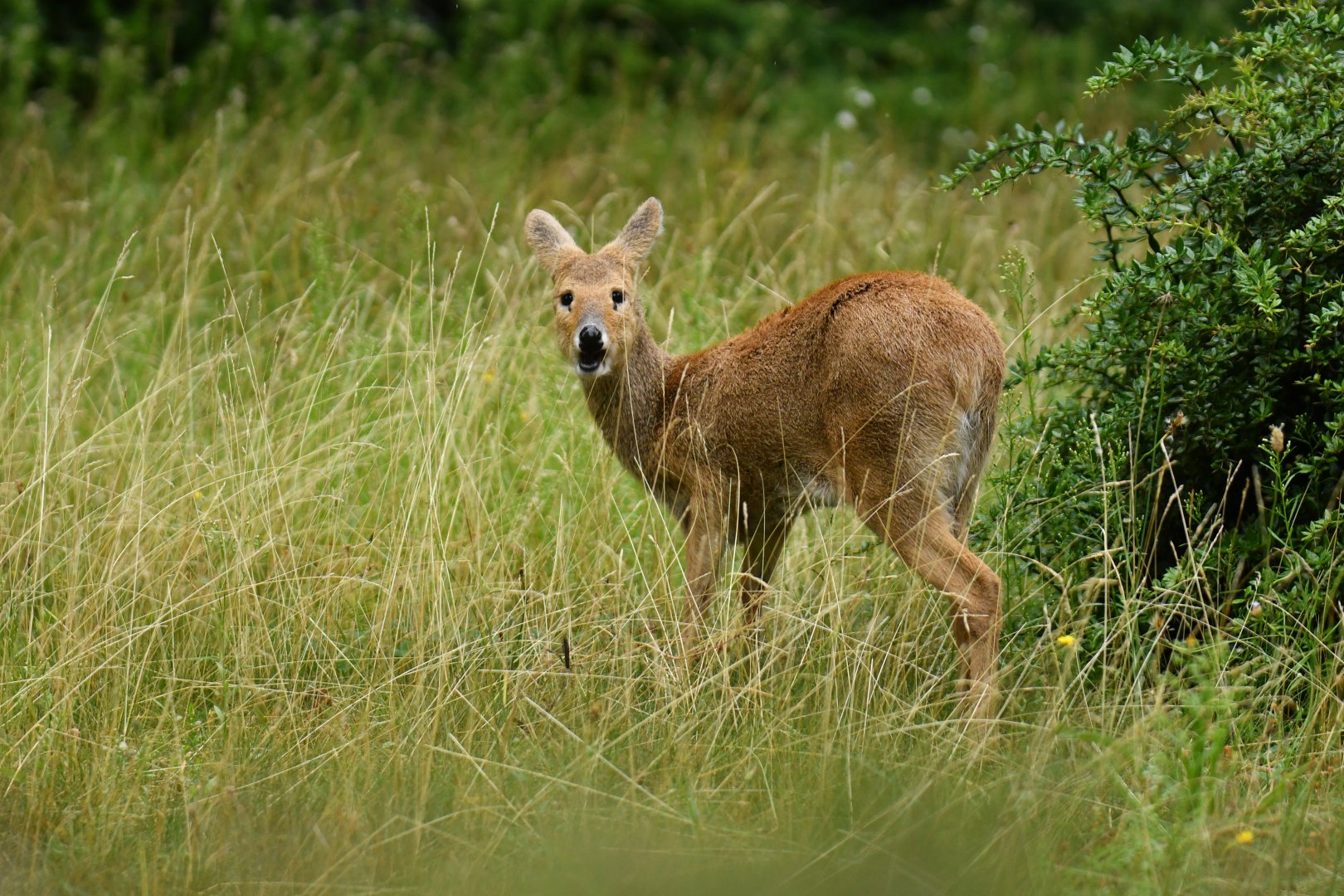 Chinese water deer (Hydropotes inermis)