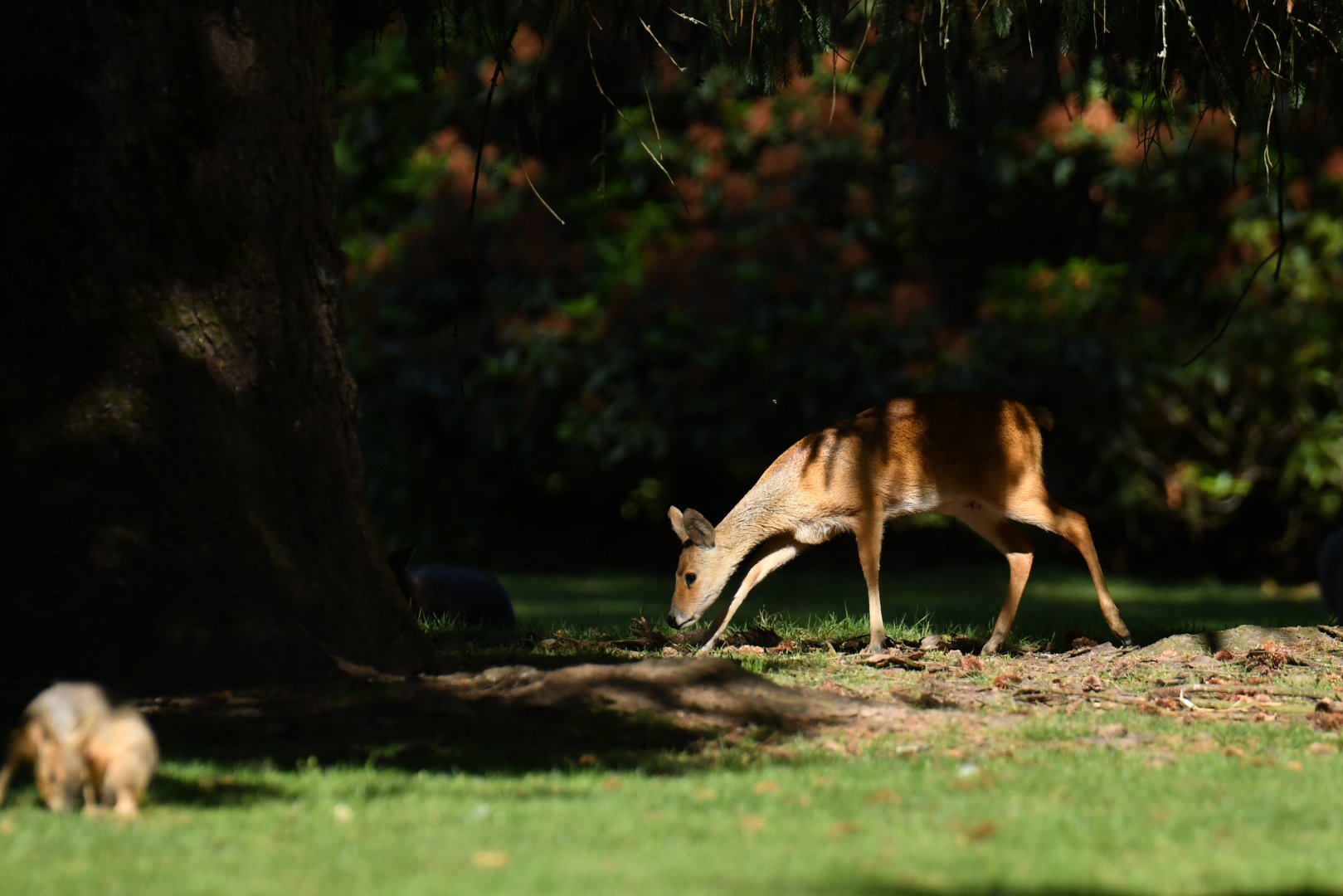 Chinese water-deer (Hydropotes inermis)