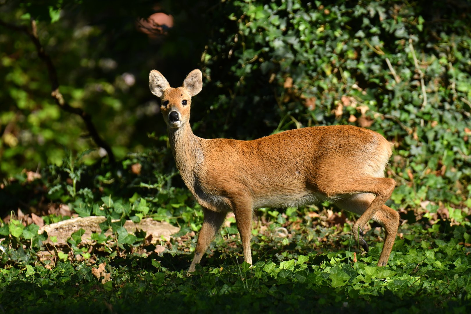 Chinese water-deer (Hydropotes inermis)