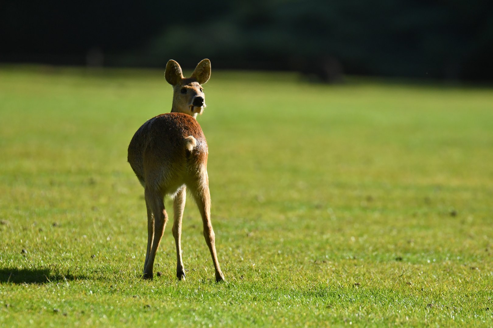 Chinese water-deer (Hydropotes inermis)