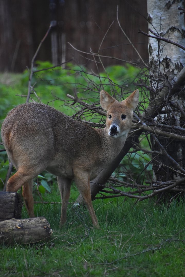 Chinese water deer, Hydropotes inermis