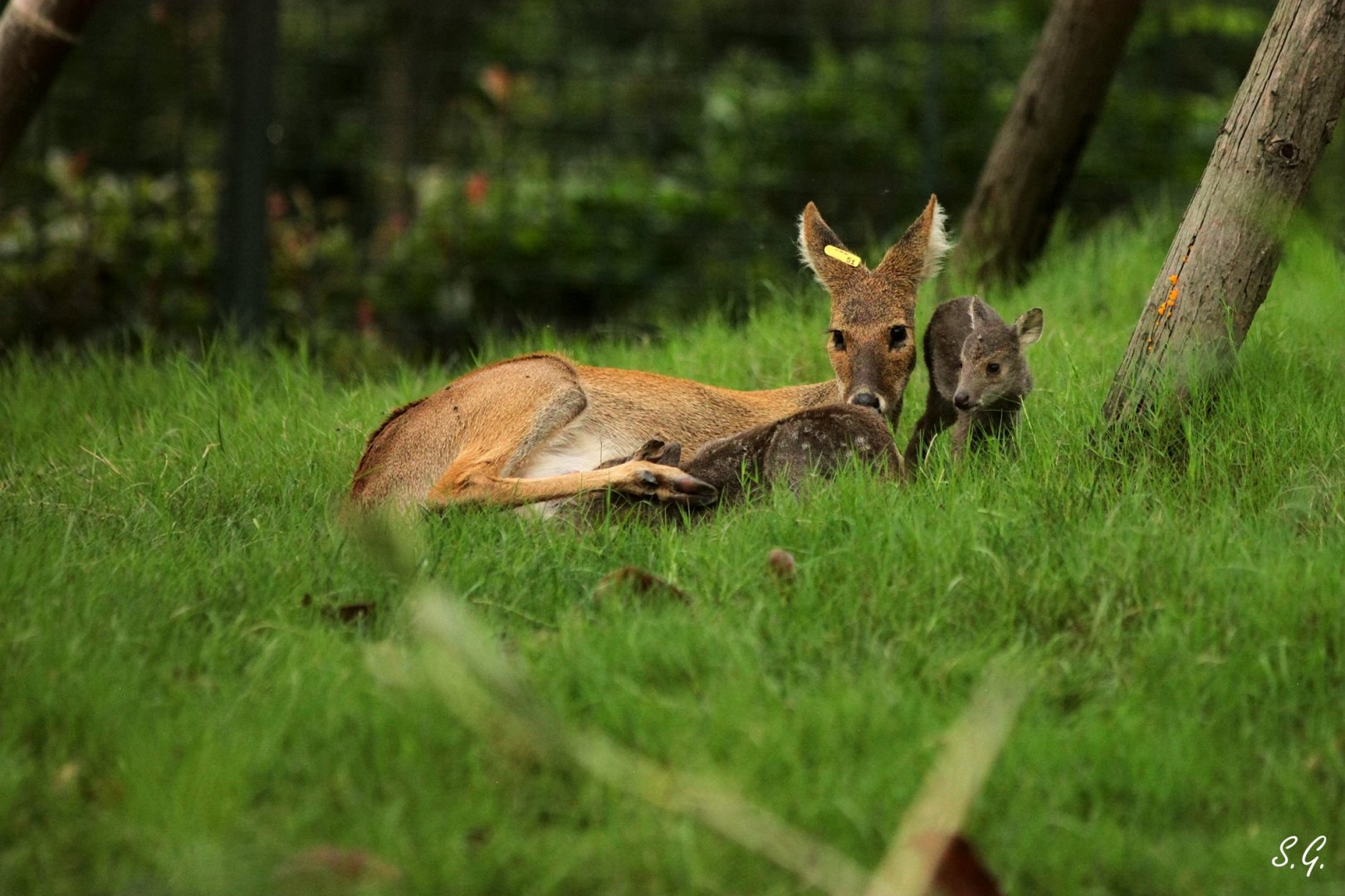 Chinese water deer nursing her calves