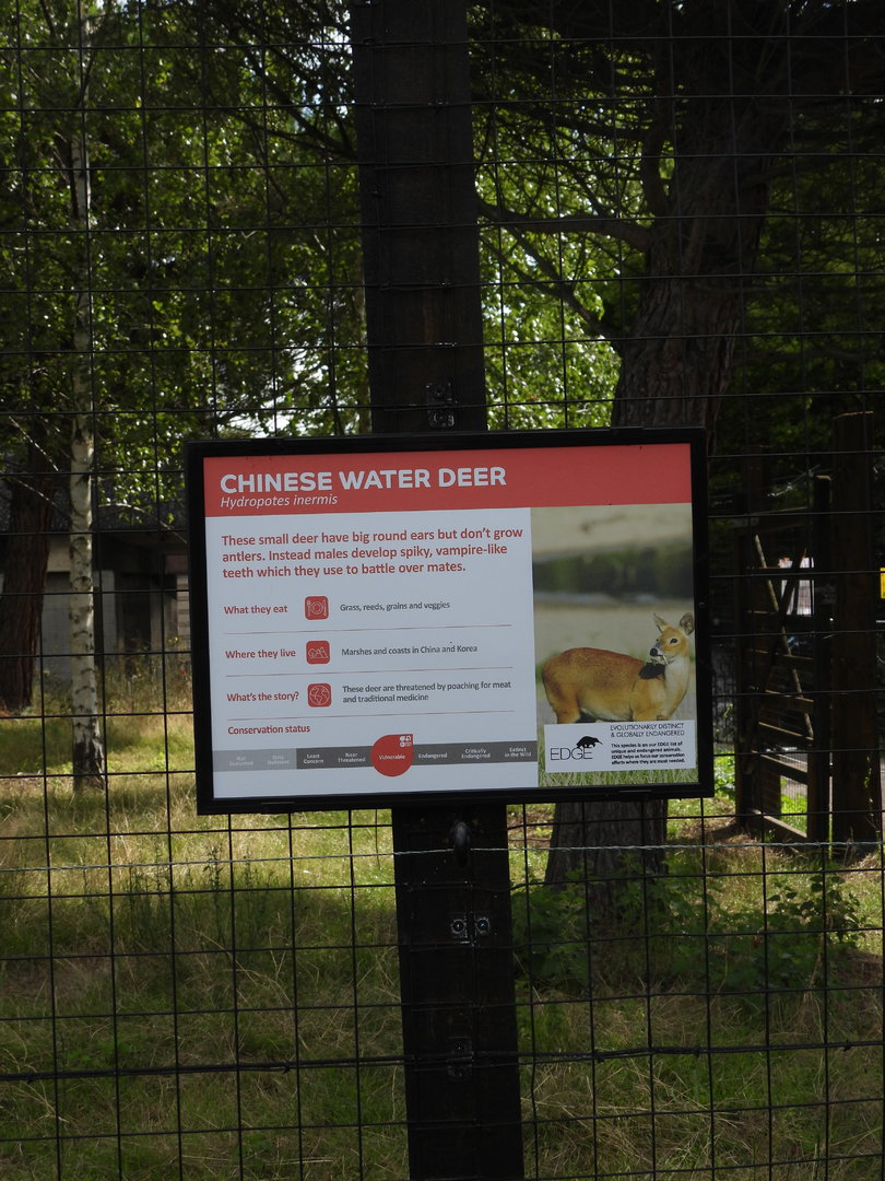 Chinese Water Deer Signage- 7th August 2023