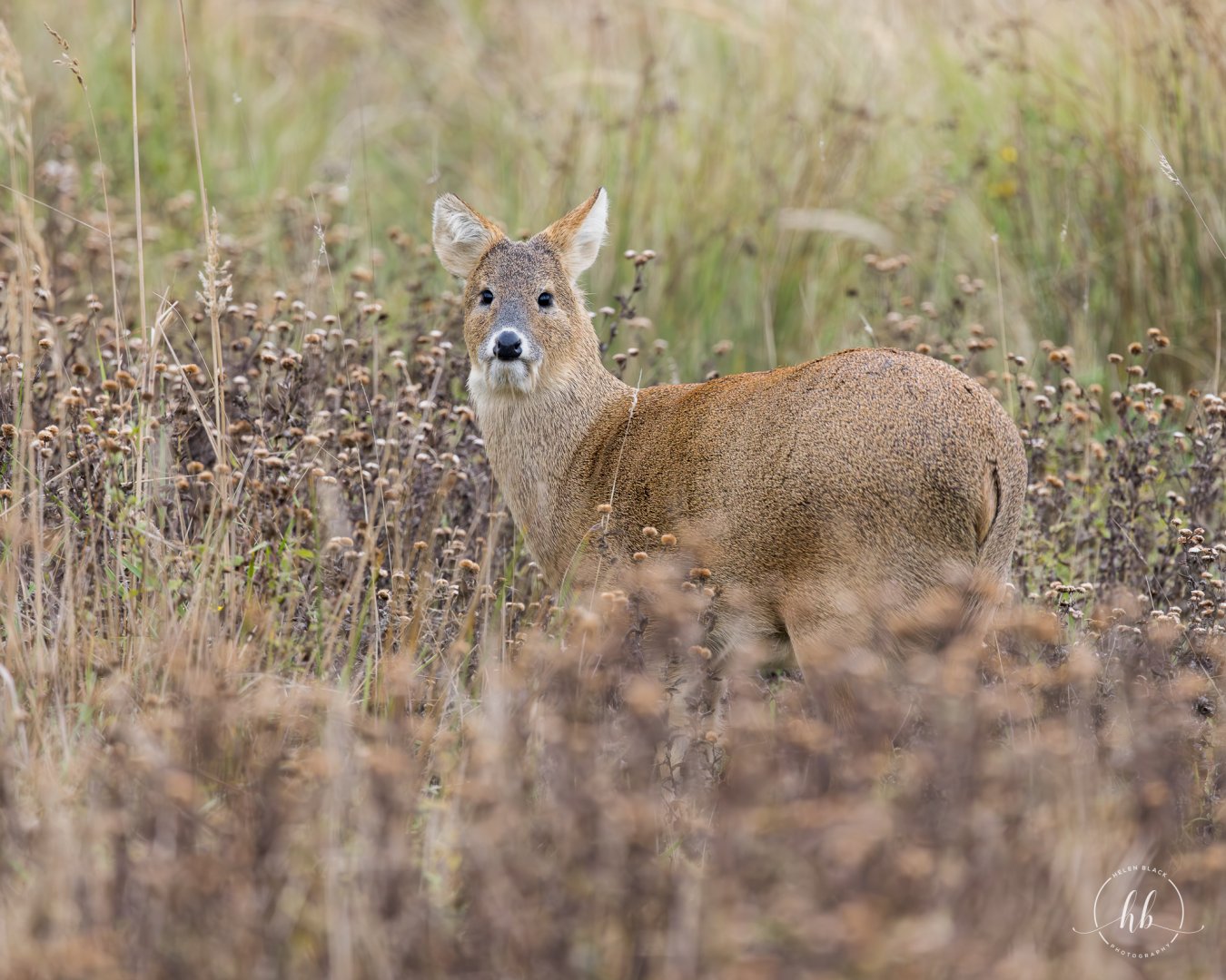 Chinese Water Deer stag / Watatunga / 21-10-24