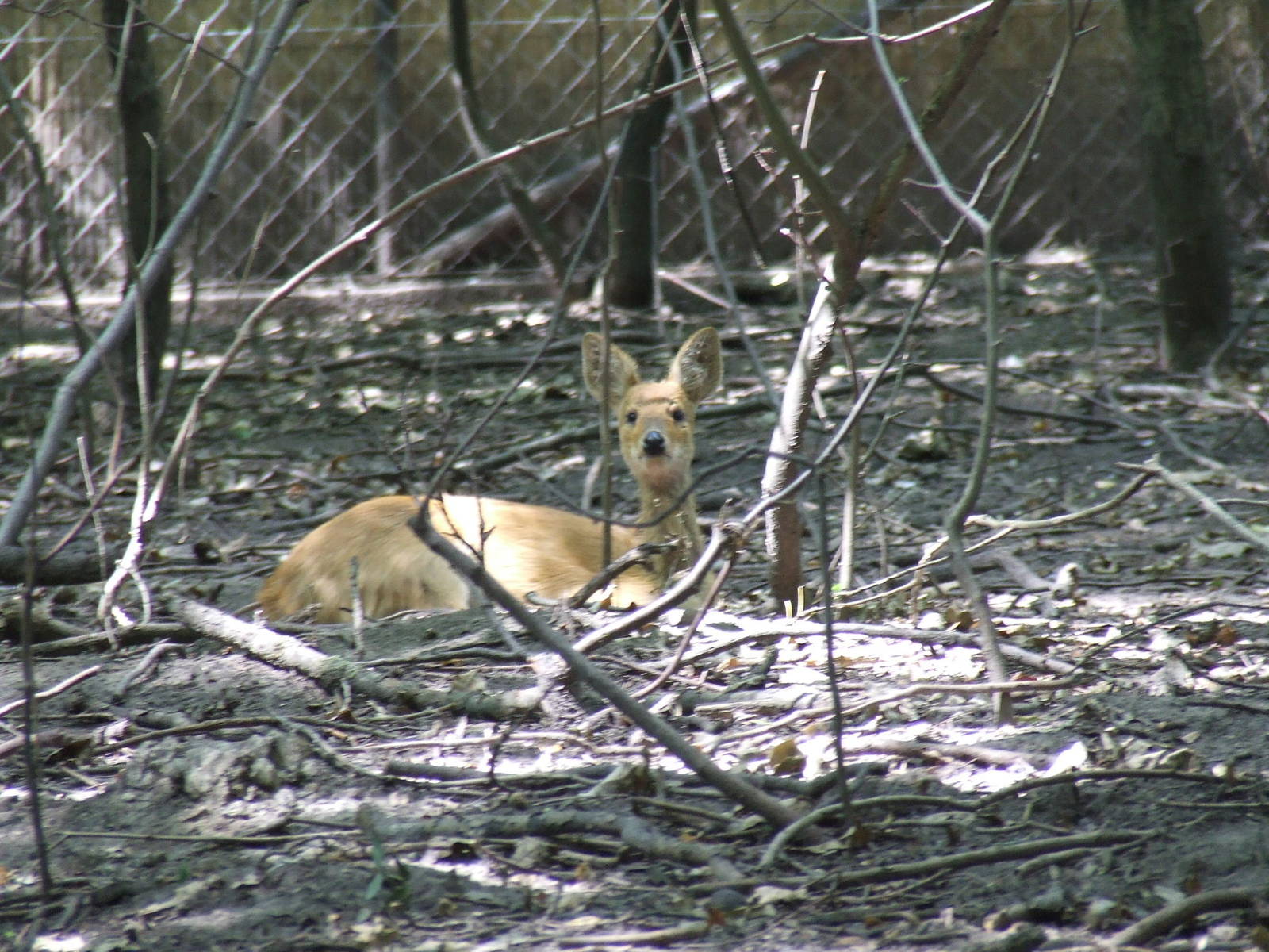 Chinese water deer @ Szeged Zoo, Hungary
