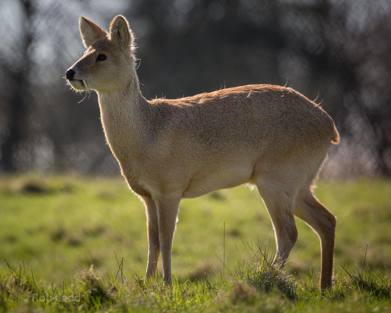 Chinese water deer : Whipsnade : 06 Apr 2015