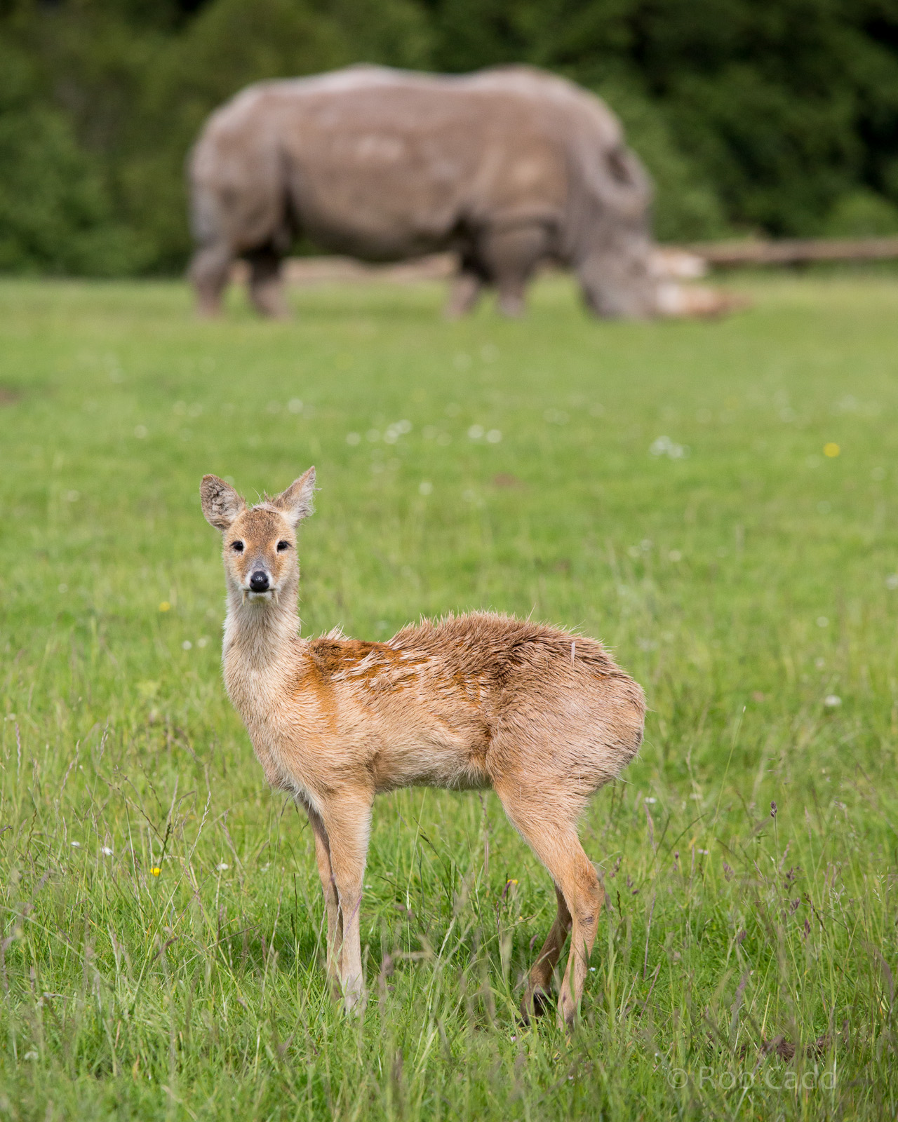 Chinese water deer : Whipsnade : 07 Jun 2014