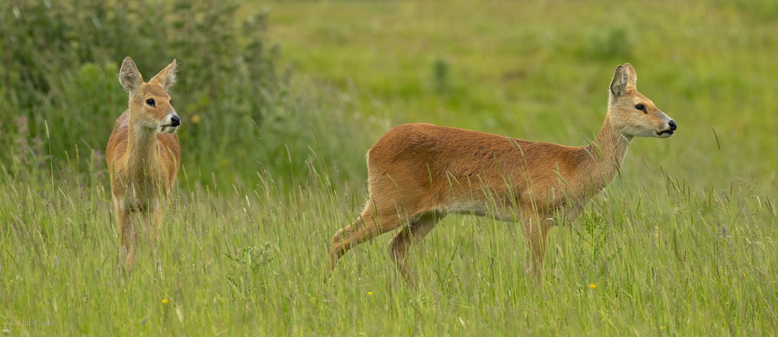 Chinese water deer : Whipsnade : 09 Jun 2024