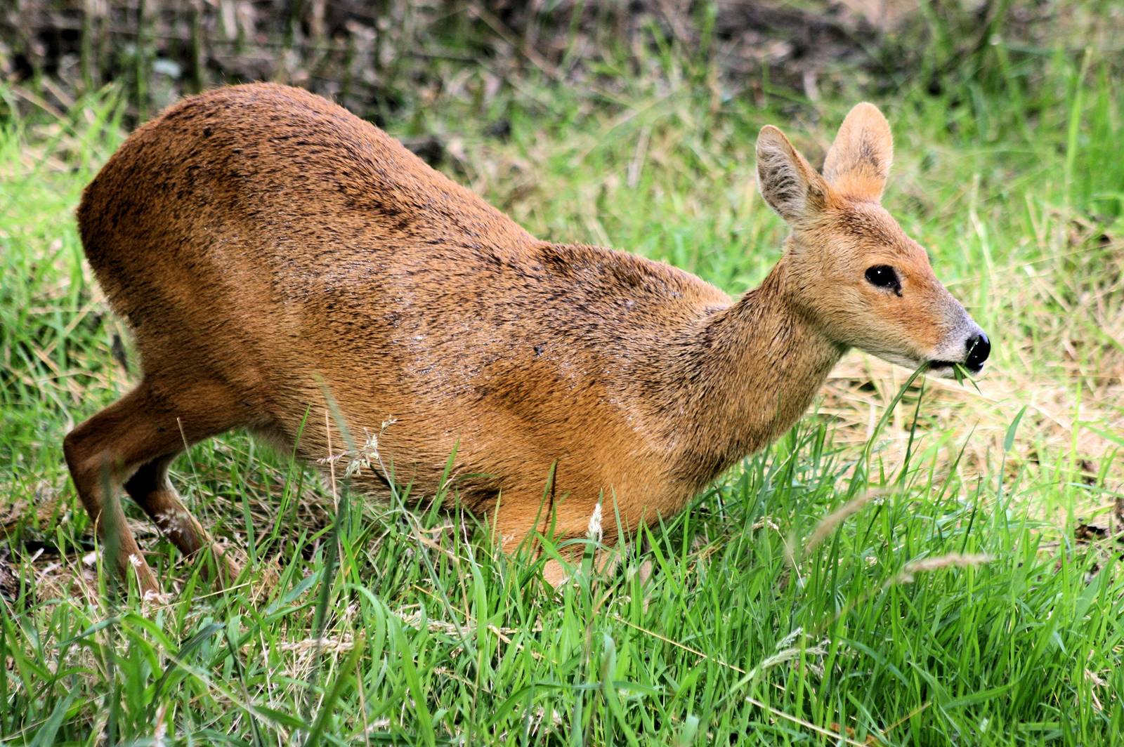Chinese water deer; Whipsnade; 11th August 2012