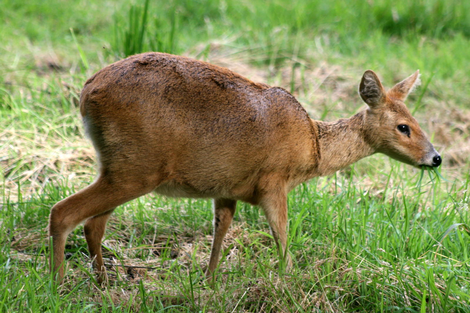 Chinese water deer; Whipsnade; 11th August 2012