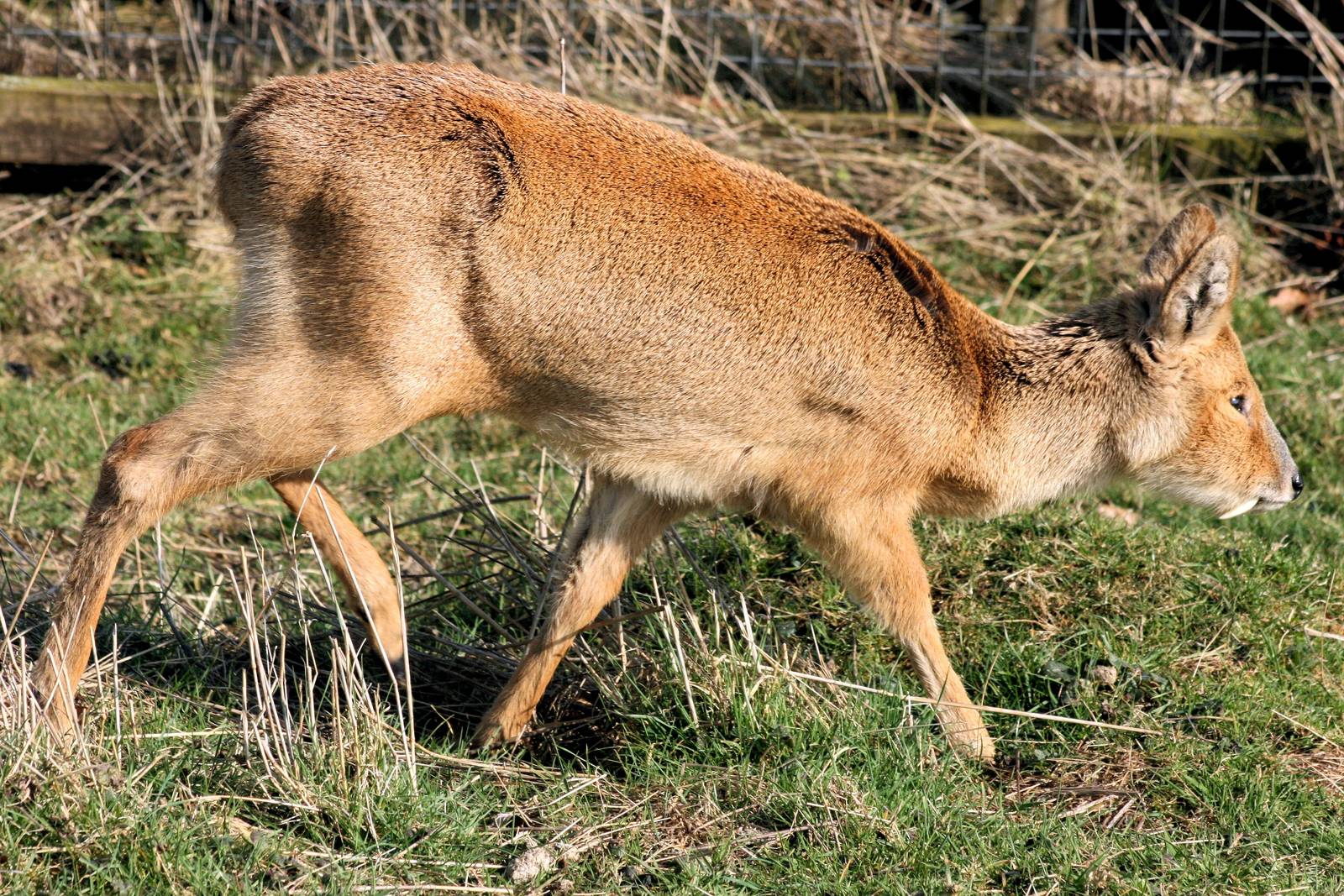 Chinese water deer; Whipsnade; 20th March 2015