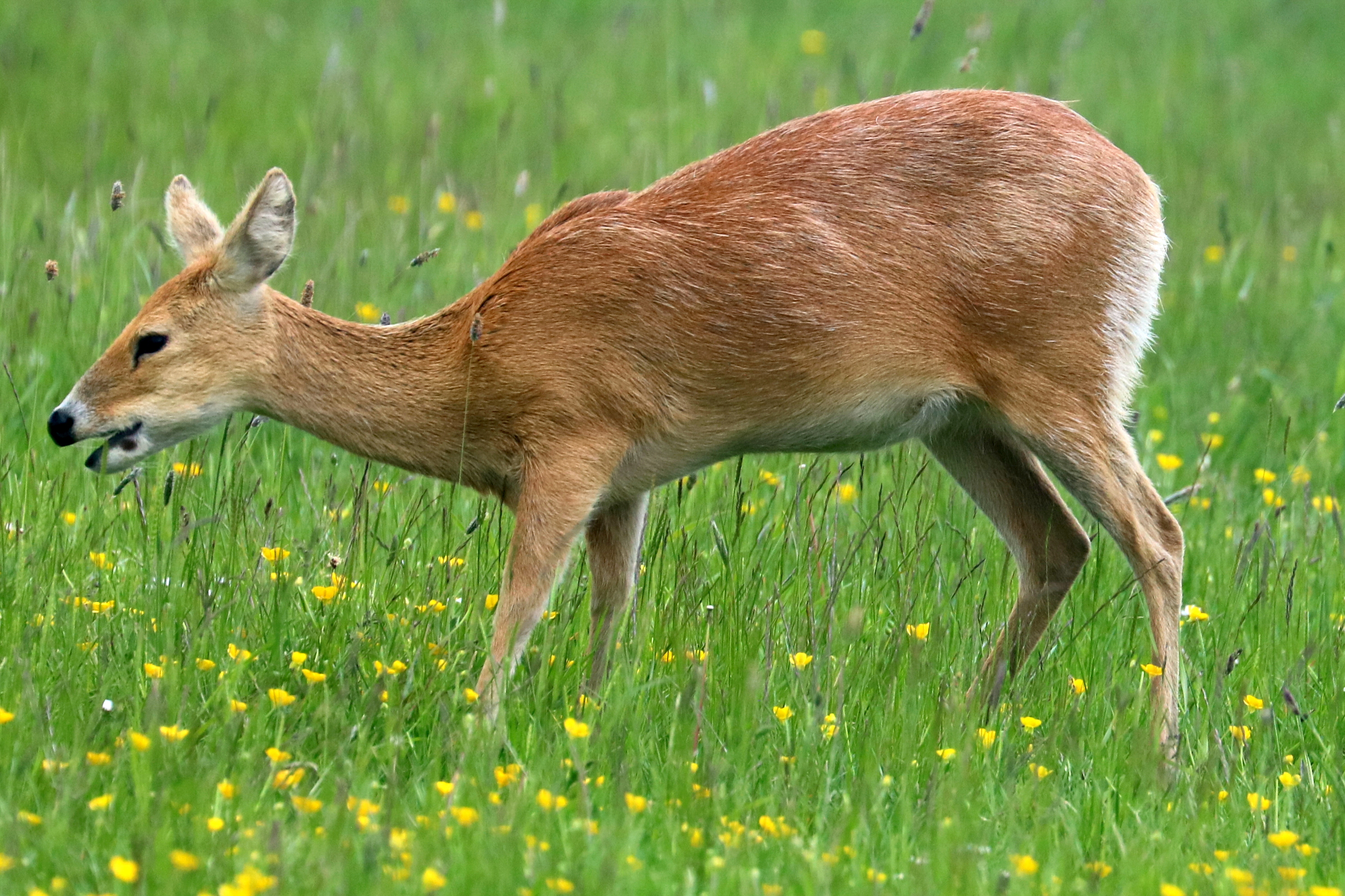 Chinese water deer; Whipsnade; 30th May 2023