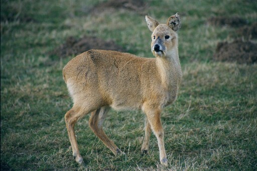 Chinese water deer - Whipsnade zoo