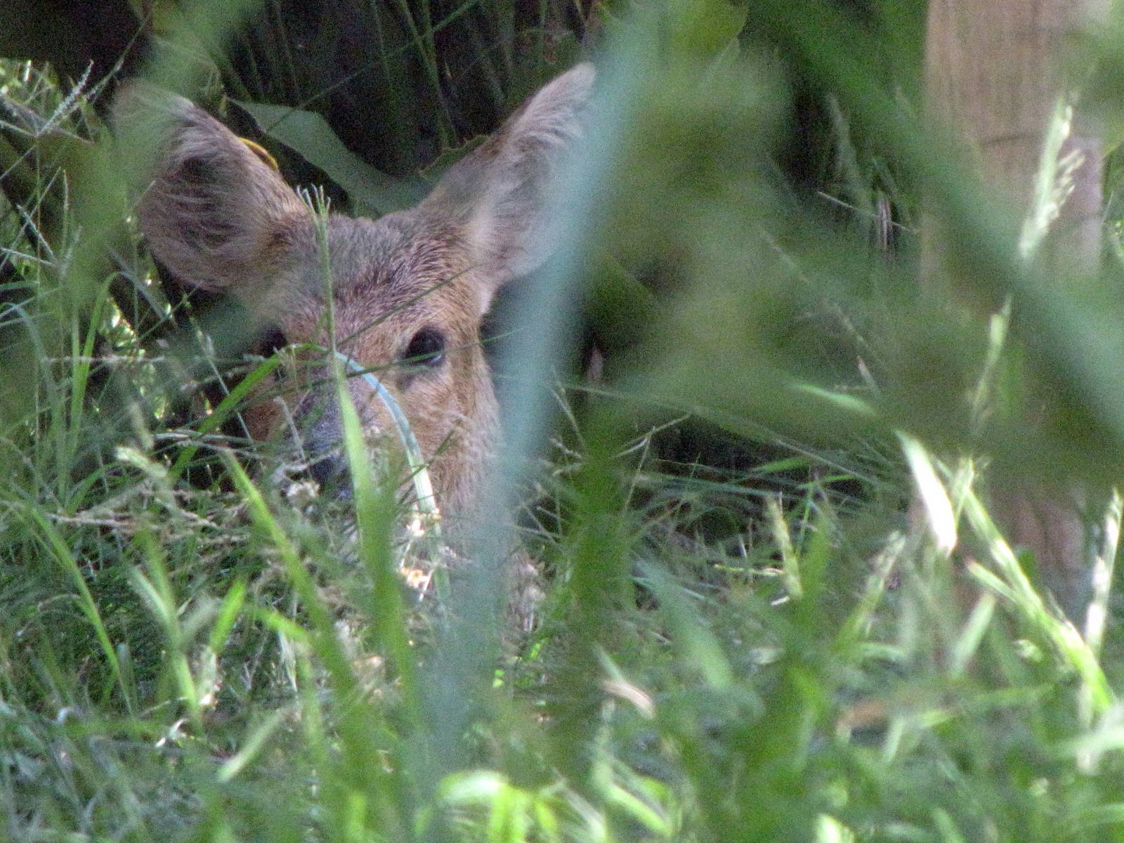Chinese Water Deer