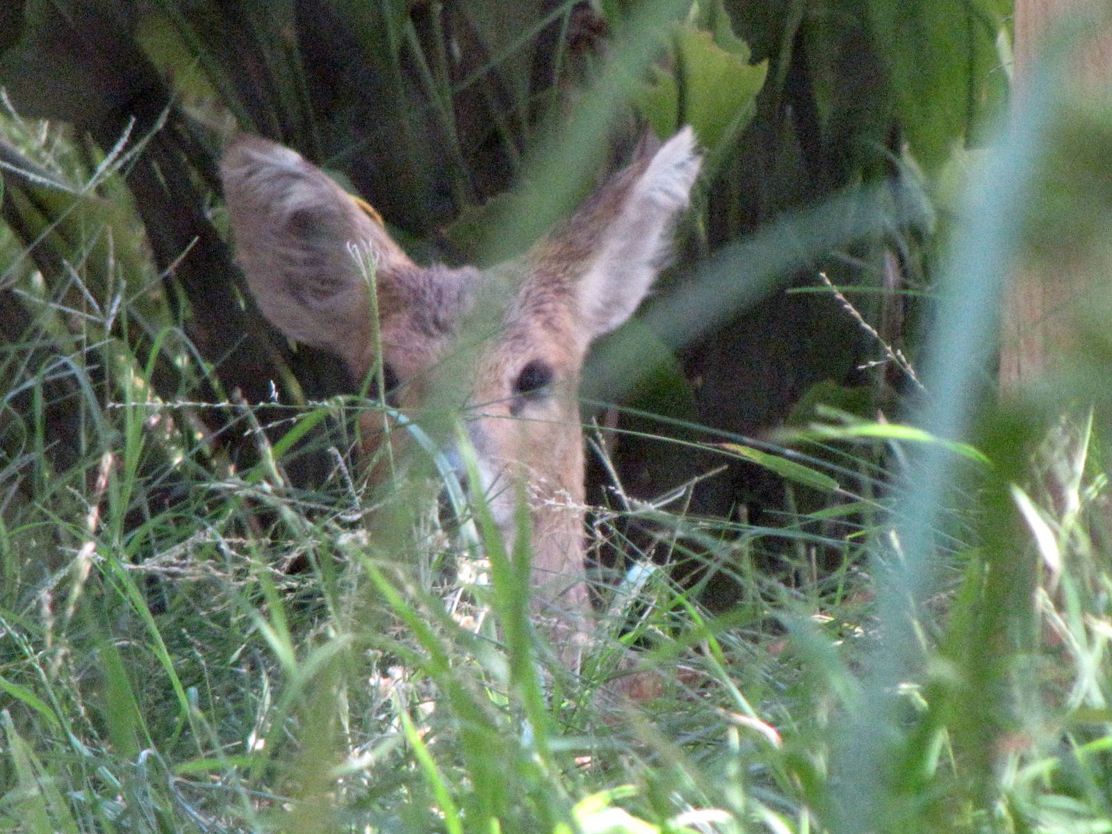 Chinese Water Deer