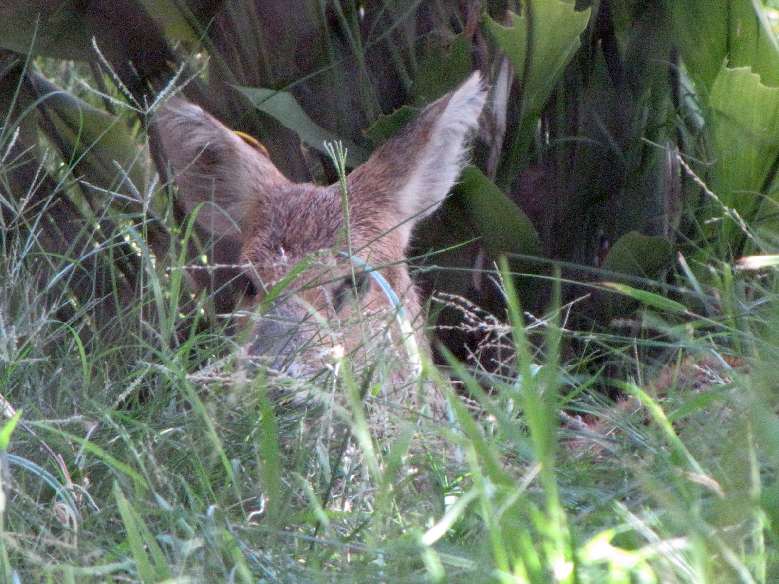 Chinese Water Deer