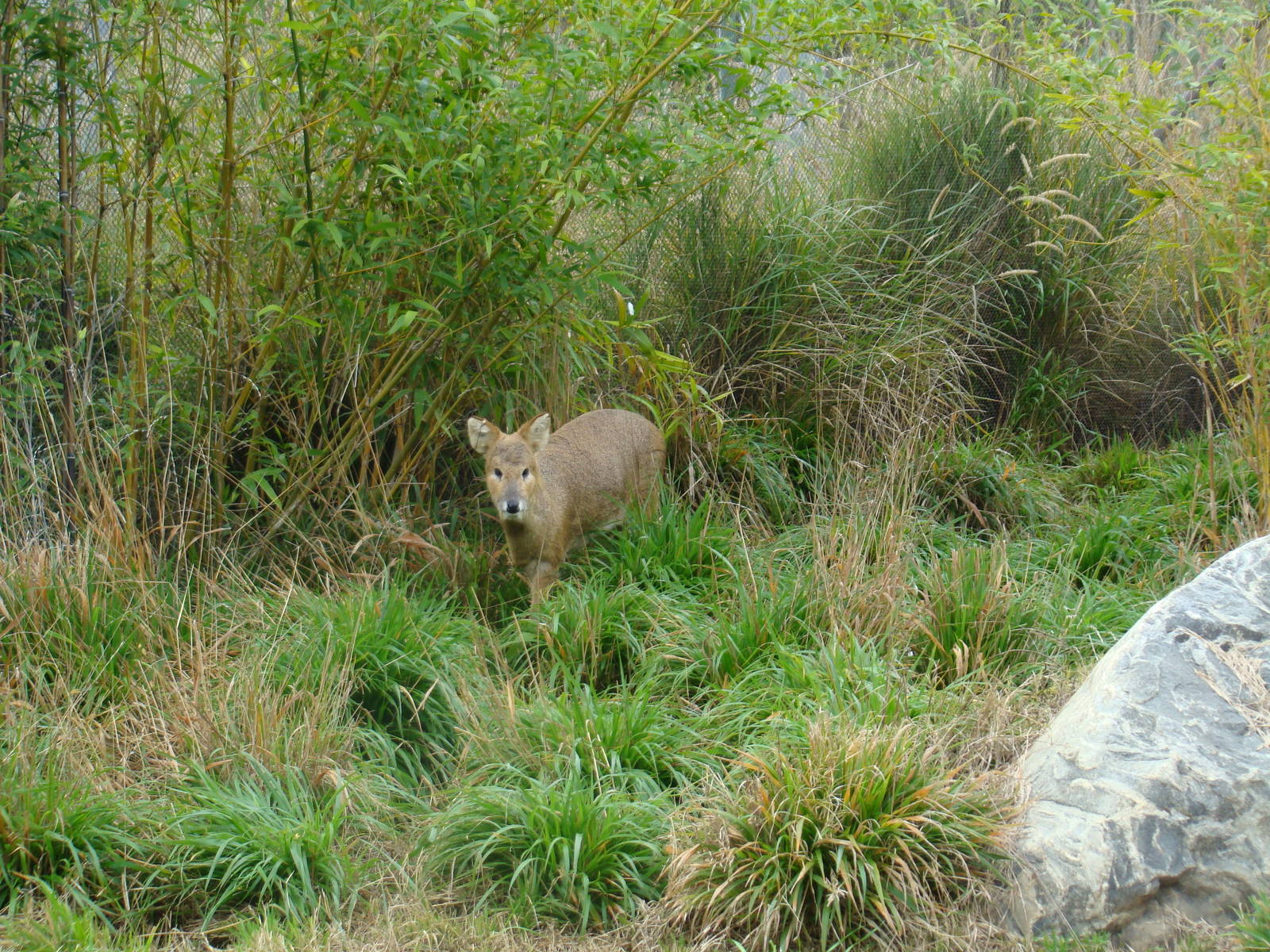 Chinese Water Deer