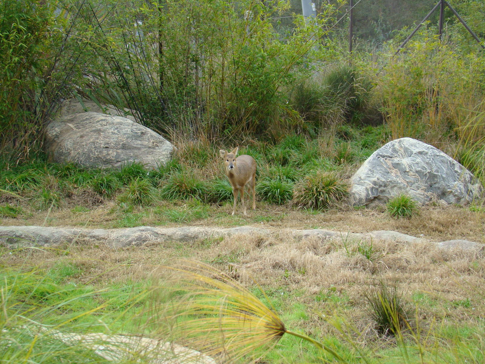Chinese Water Deer