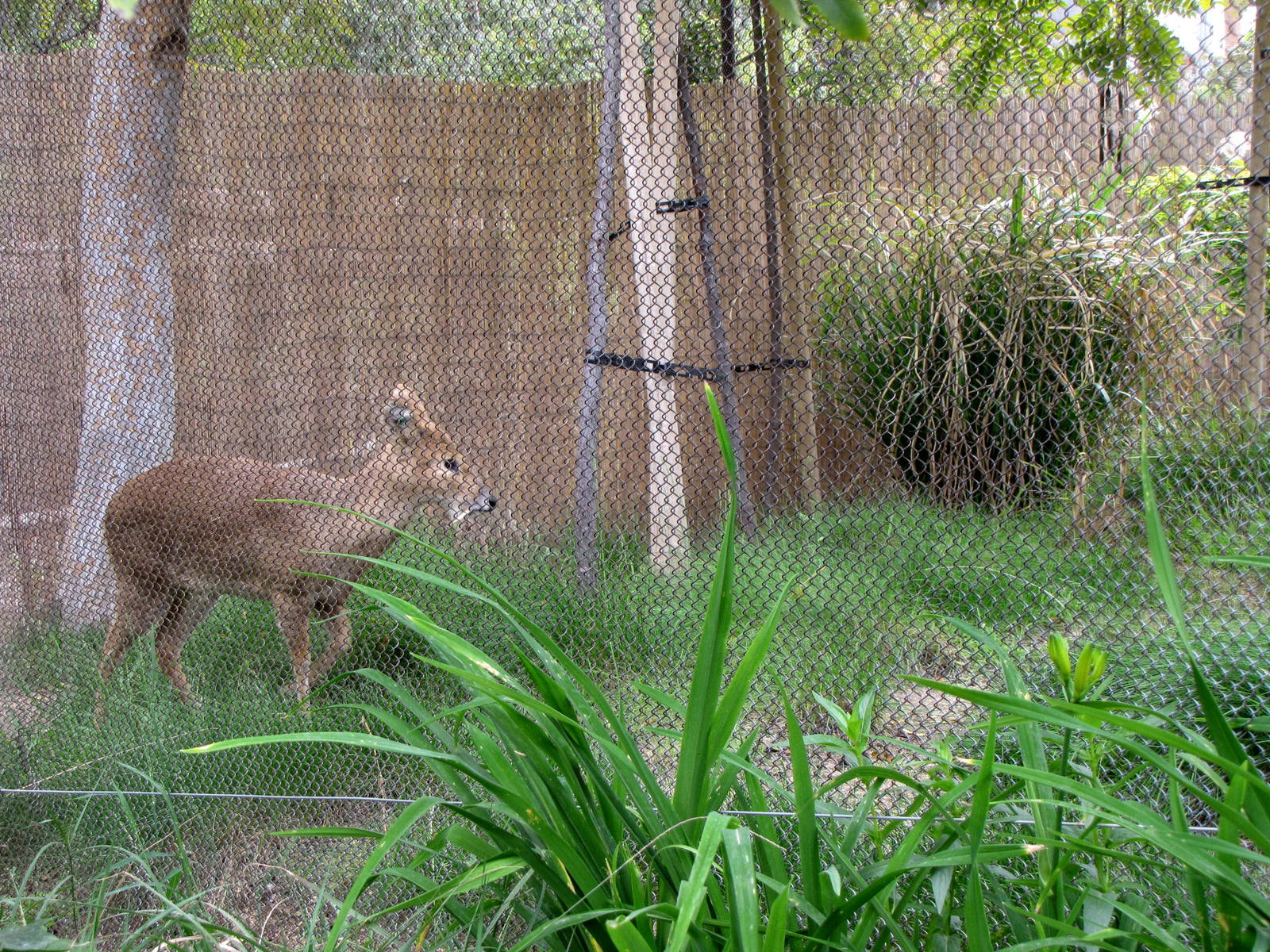 Chinese Water Deer