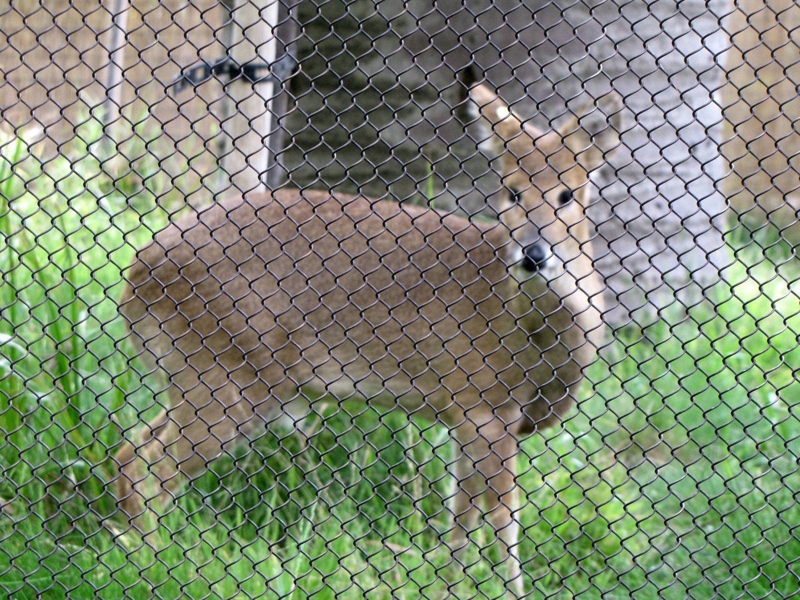 Chinese Water Deer