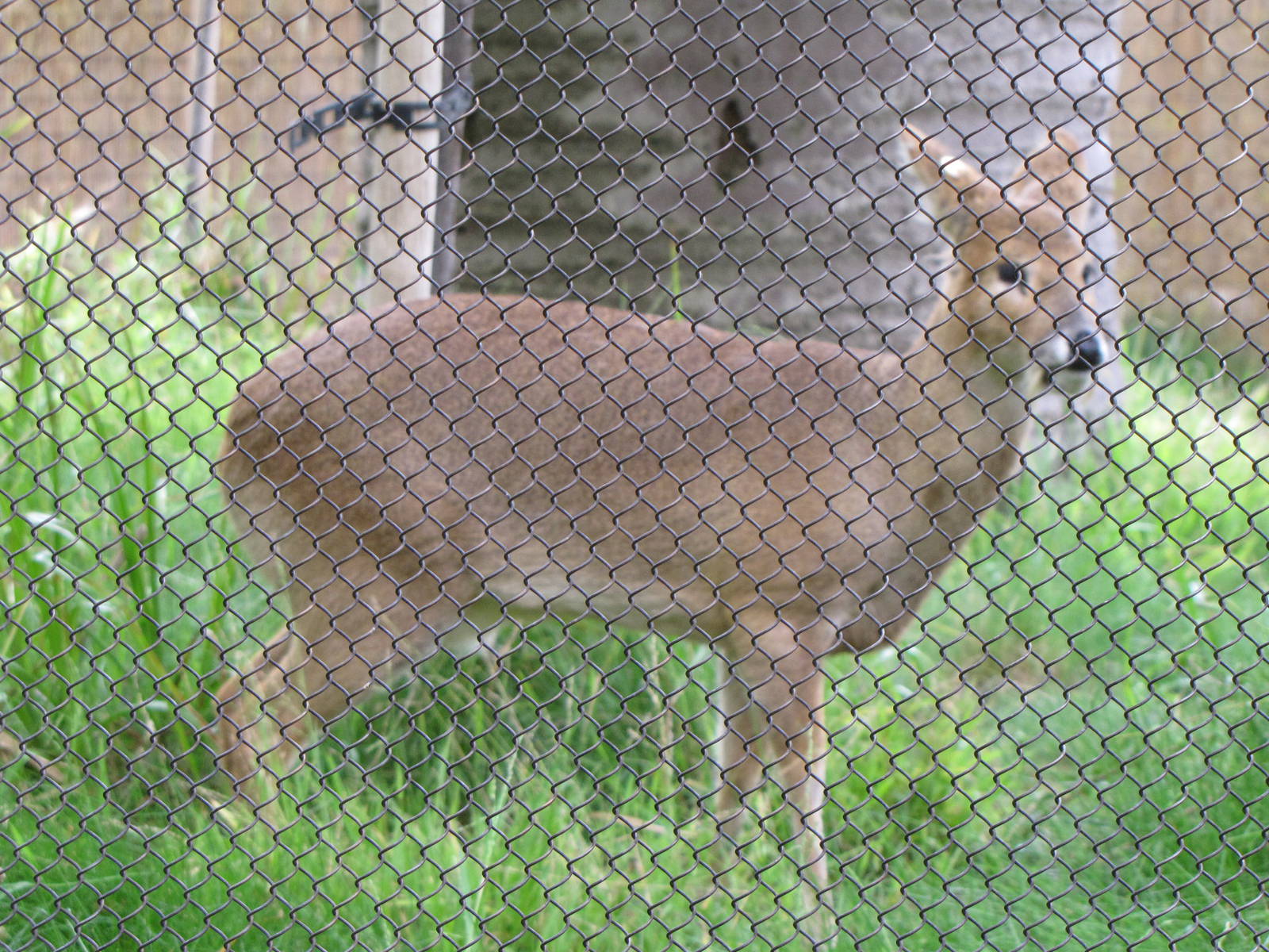 Chinese Water Deer
