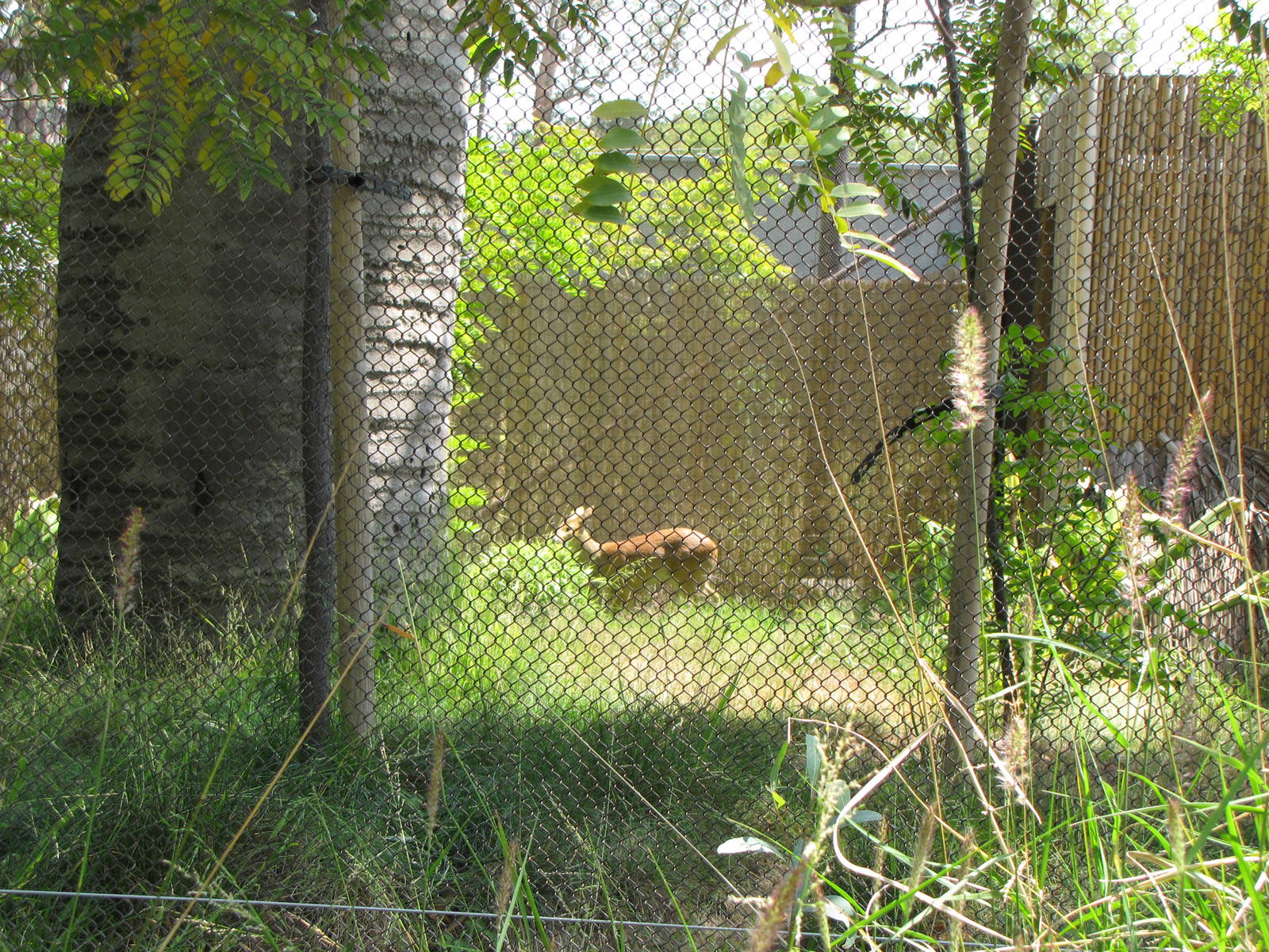 Chinese Water Deer